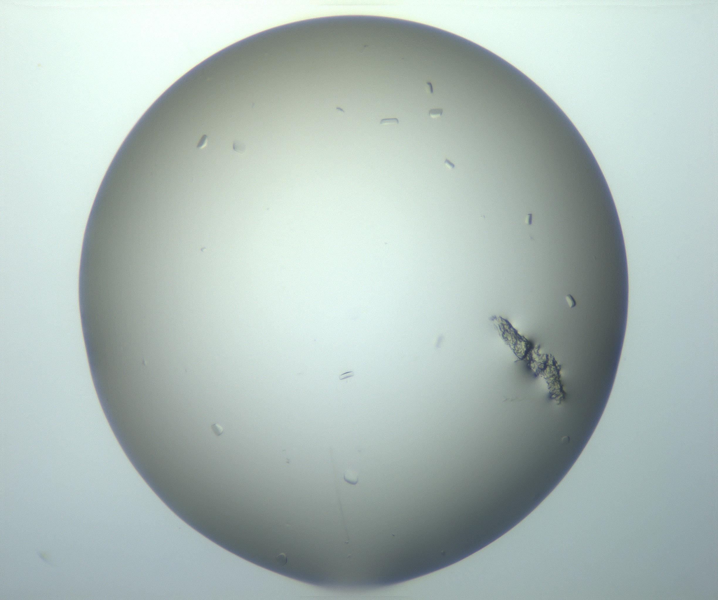 RI01_03_000_0212_Proj1_Clon1_MC_0000MC103117_004_161214_01_03_01_00_99_002_001_RAI.jpg