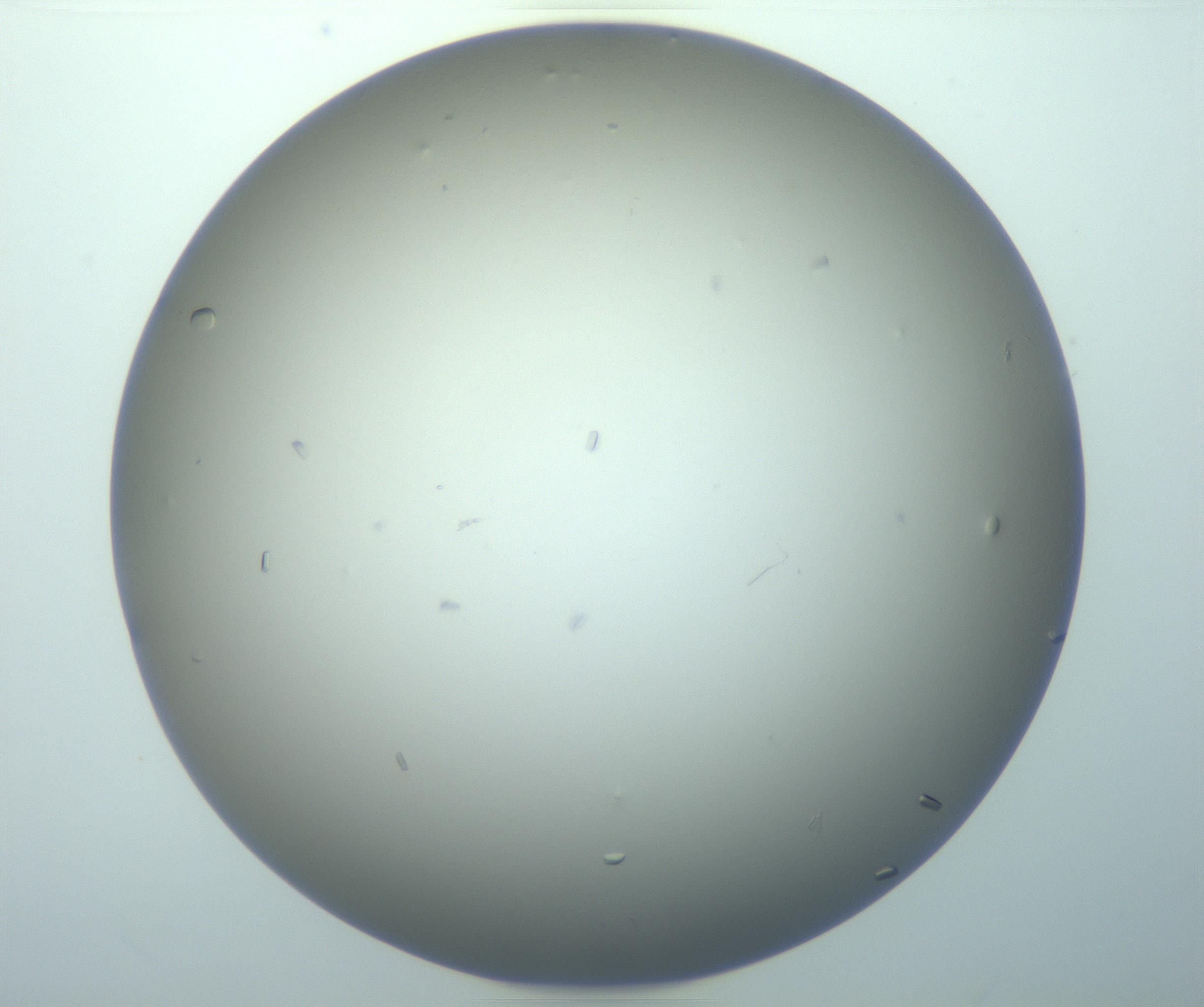 RI01_03_000_0212_Proj1_Clon1_MC_0000MC103117_004_161214_01_07_01_00_99_002_001_RAI.jpg