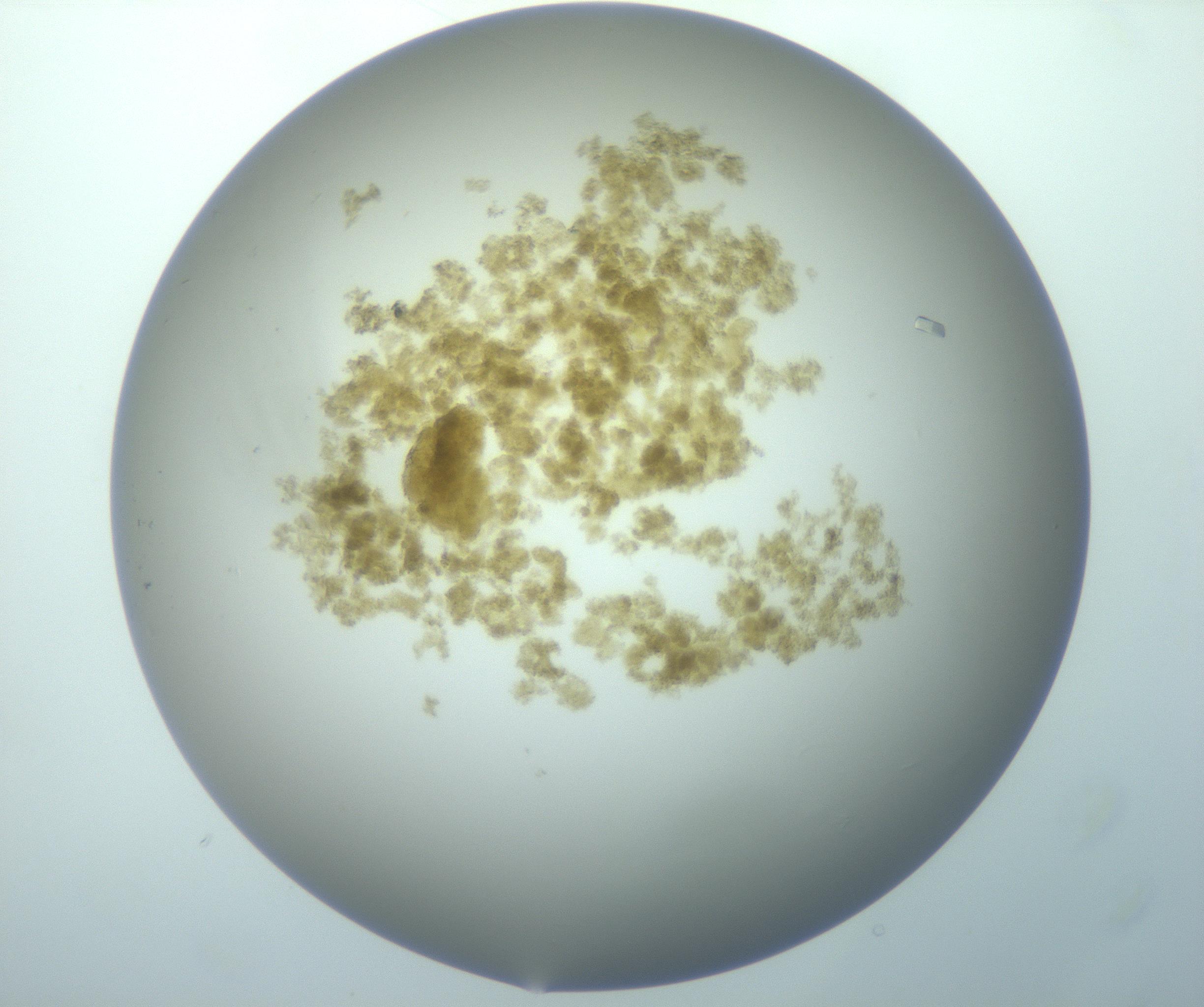 RI01_03_000_0212_Proj1_Clon1_MC_0000MC103117_005_161216_11_01_01_00_99_002_001_RAI.jpg