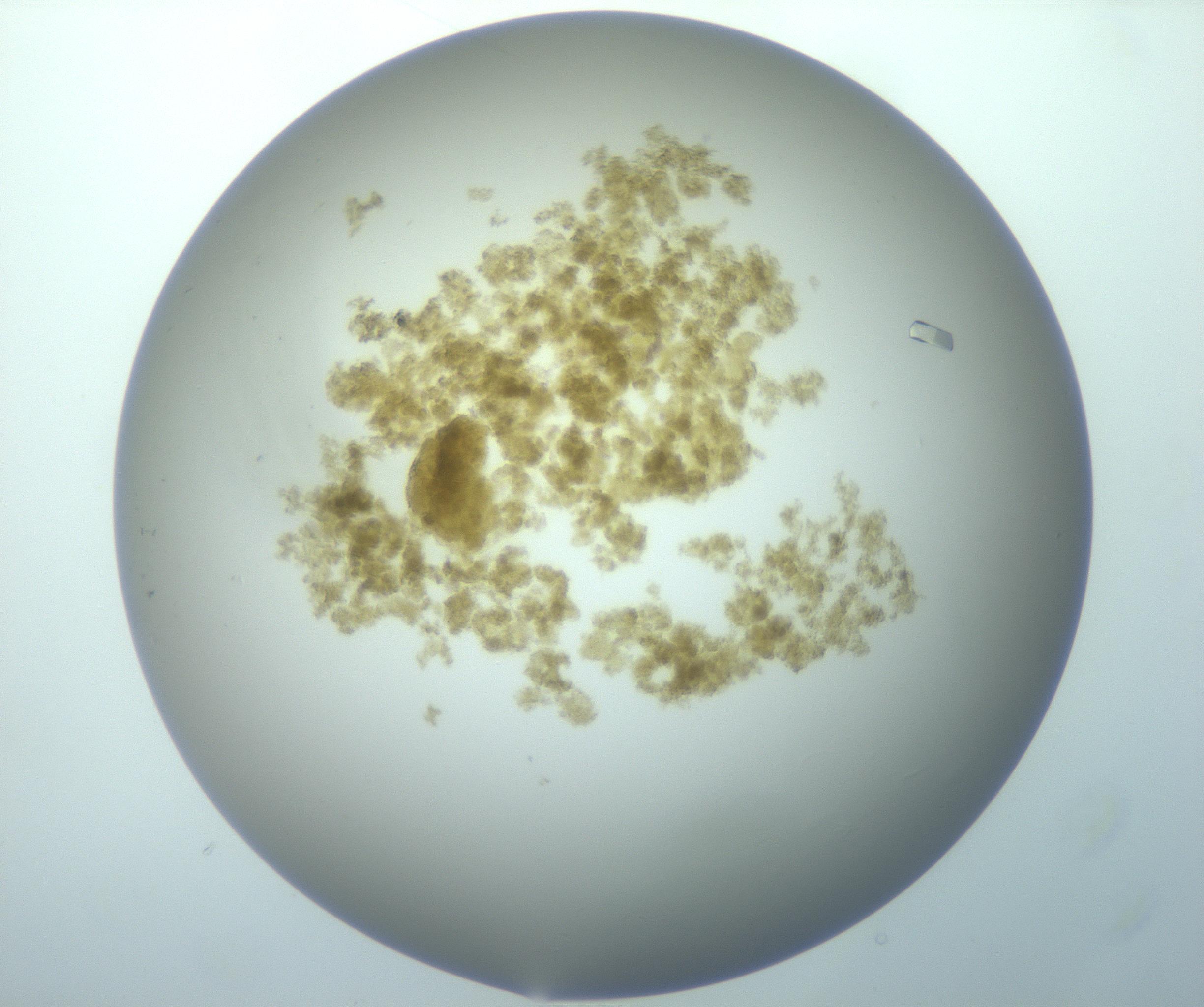RI01_03_000_0212_Proj1_Clon1_MC_0000MC103117_006_161219_11_01_01_00_99_002_001_RAI.jpg
