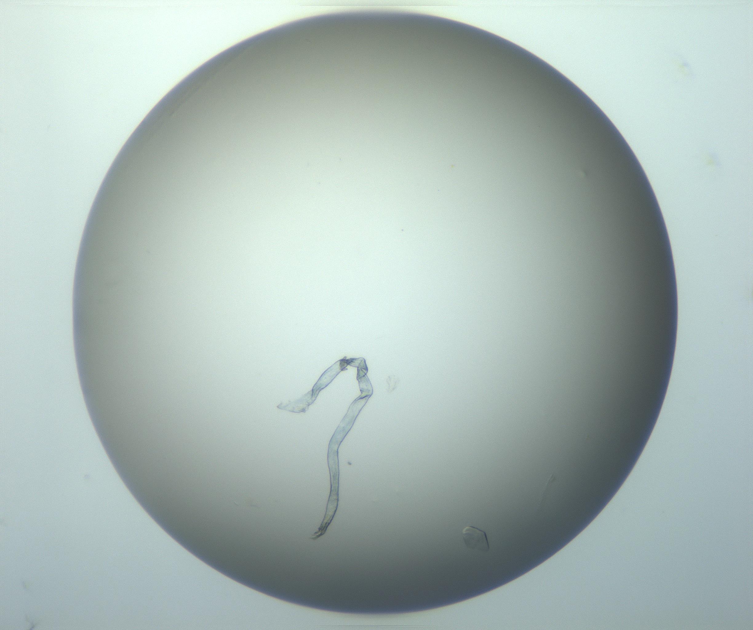 RI01_03_000_0212_Proj1_Clon1_MC_0000MC103117_007_161223_09_05_01_00_99_002_001_RAI.jpg