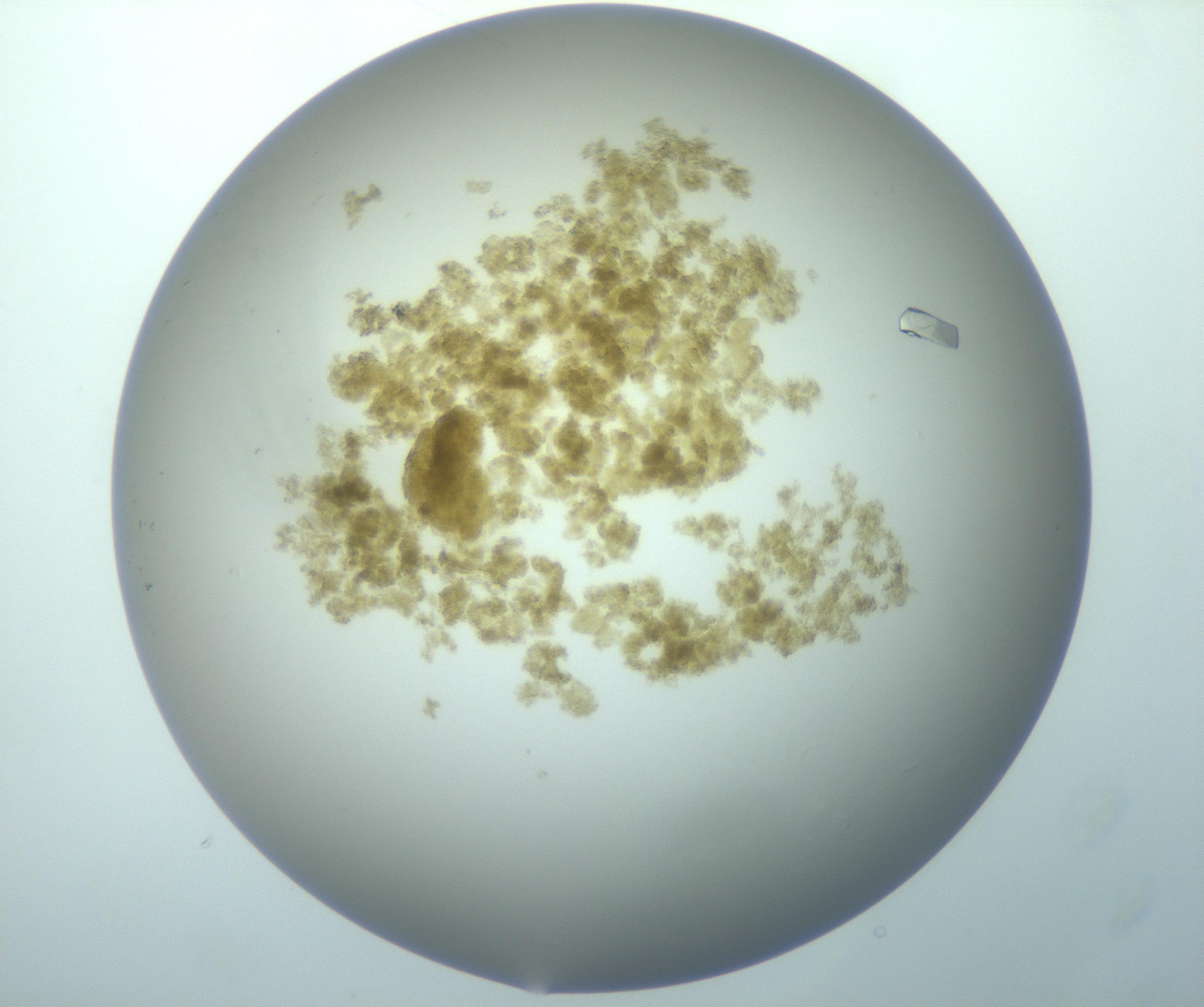 RI01_03_000_0212_Proj1_Clon1_MC_0000MC103117_007_161223_11_01_01_00_99_002_001_RAI.jpg