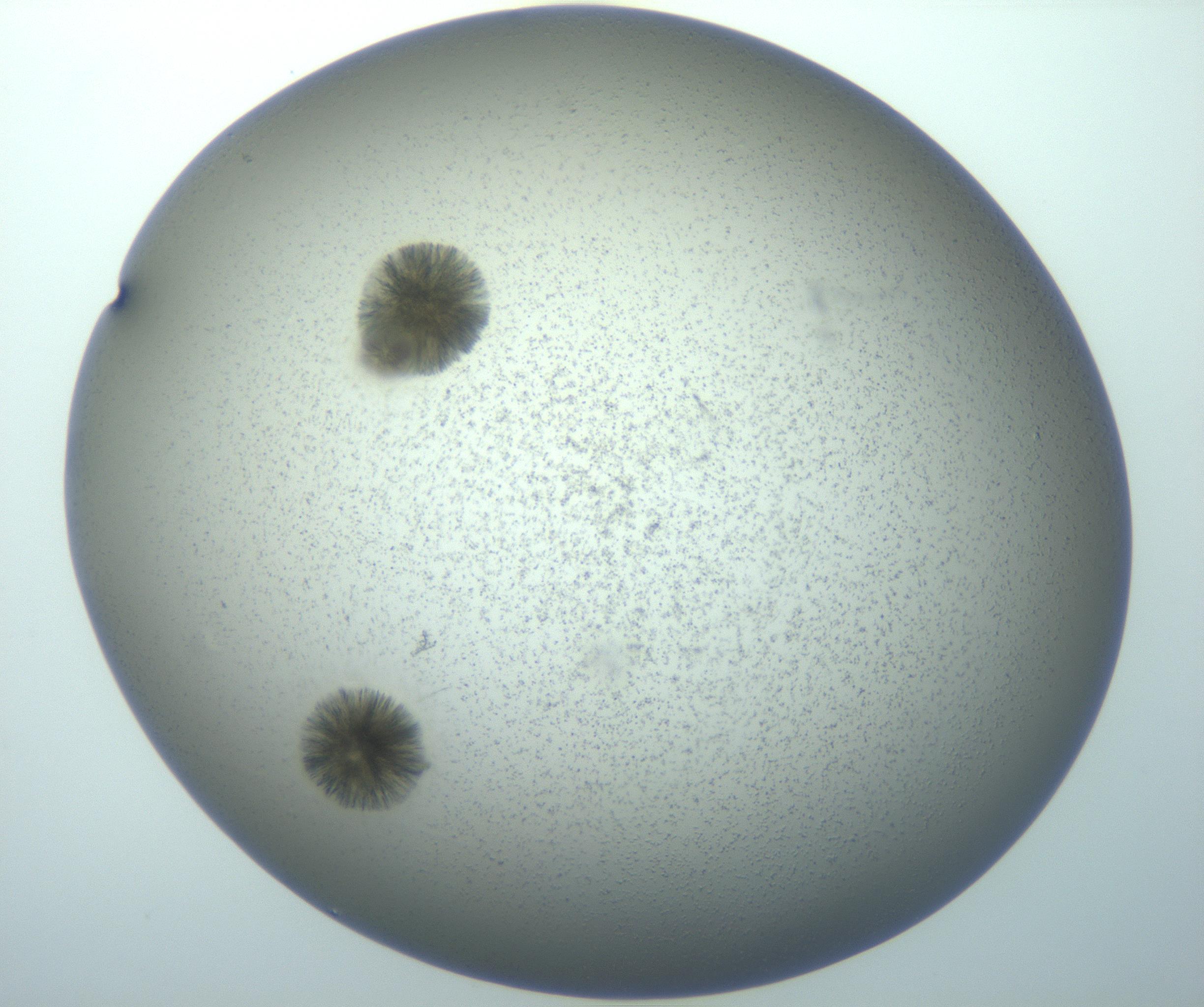 RI01_03_000_0212_Proj1_Clon1_MC_0000MC103118_003_161212_01_06_01_00_99_002_001_RAI.jpg