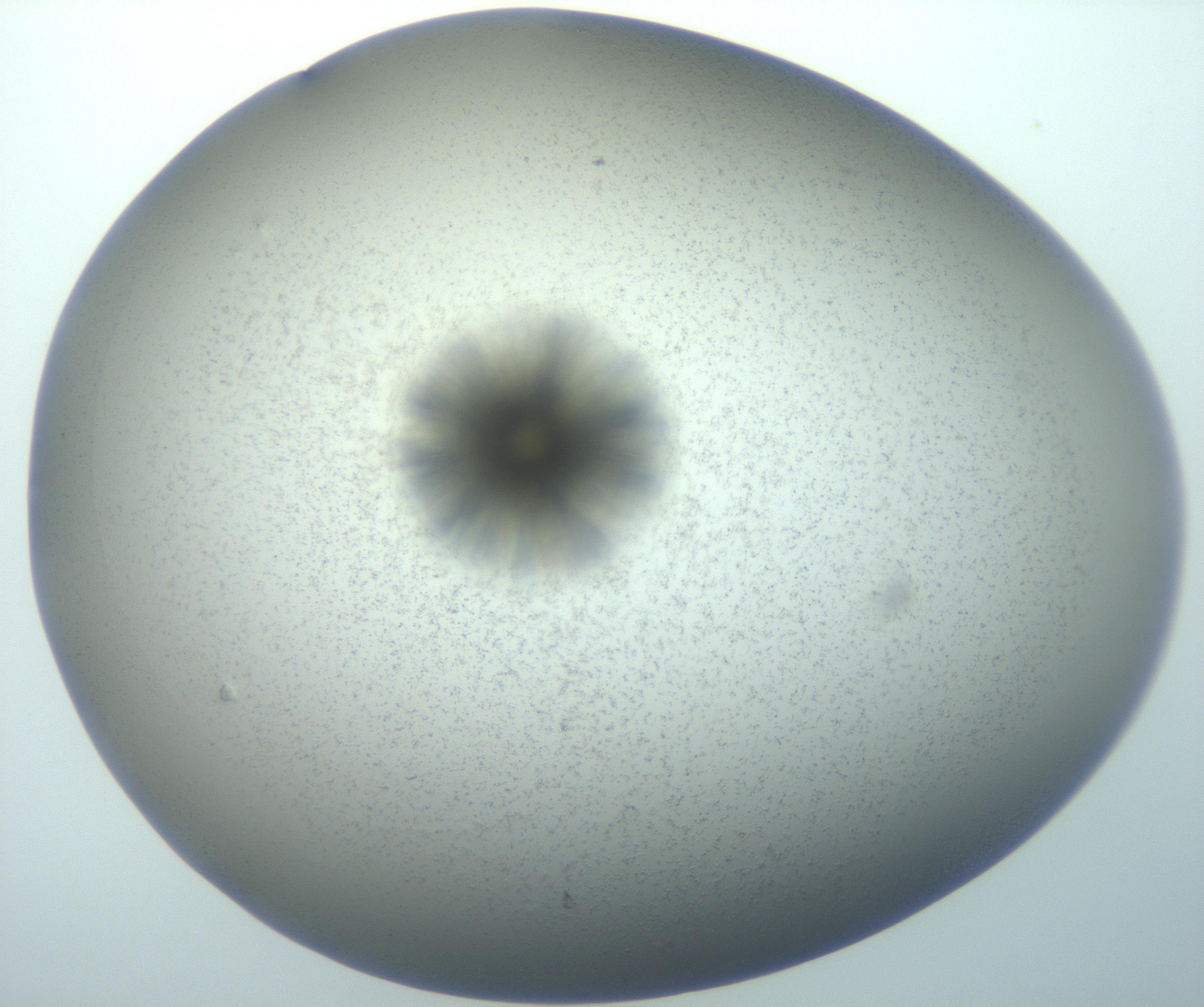 RI01_03_000_0212_Proj1_Clon1_MC_0000MC103118_003_161212_01_08_01_00_99_002_001_RAI.jpg
