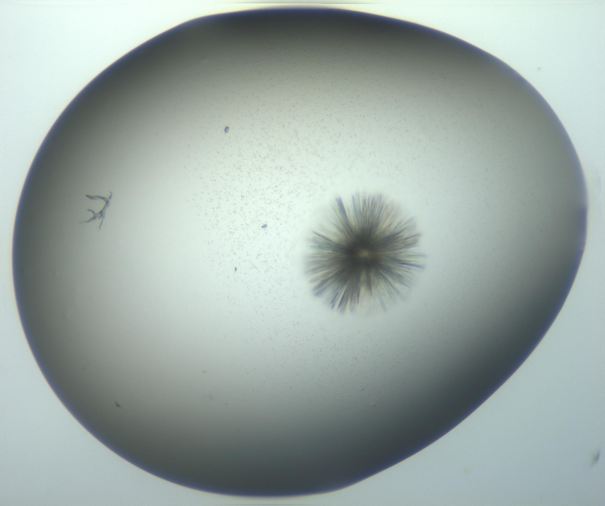 RI01_03_000_0212_Proj1_Clon1_MC_0000MC103118_003_161212_01_08_02_00_99_002_001_RAI.jpg