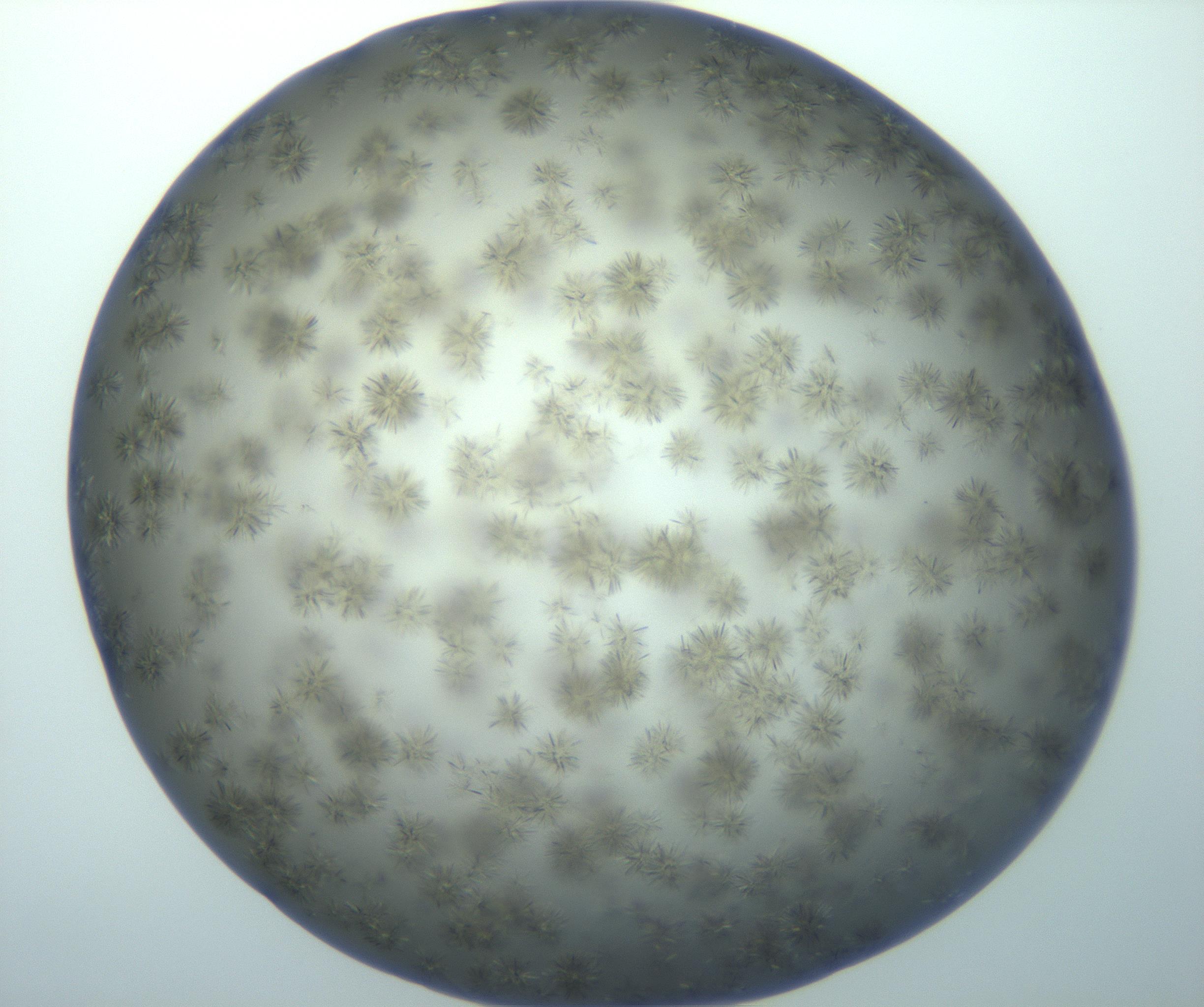 RI01_03_000_0212_Proj1_Clon1_MC_0000MC103118_003_161212_02_05_01_00_99_002_001_RAI.jpg