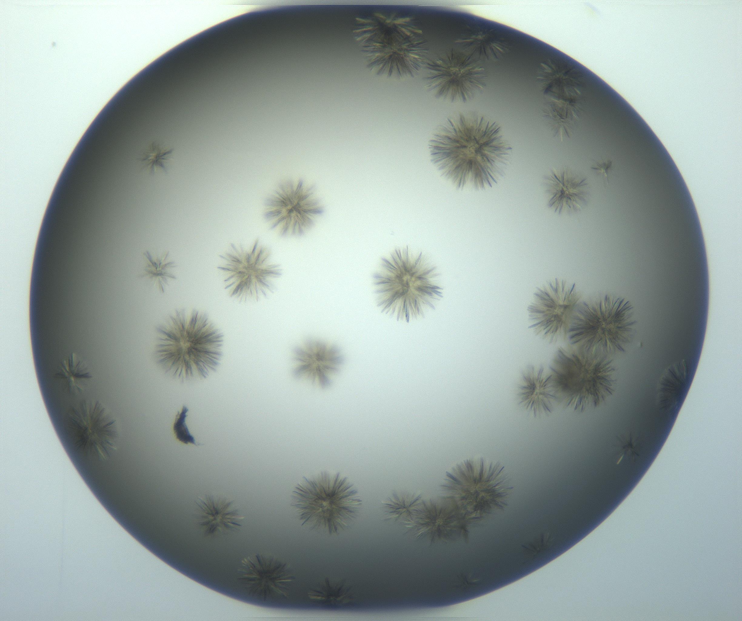 RI01_03_000_0212_Proj1_Clon1_MC_0000MC103118_003_161212_02_05_02_00_99_002_001_RAI.jpg