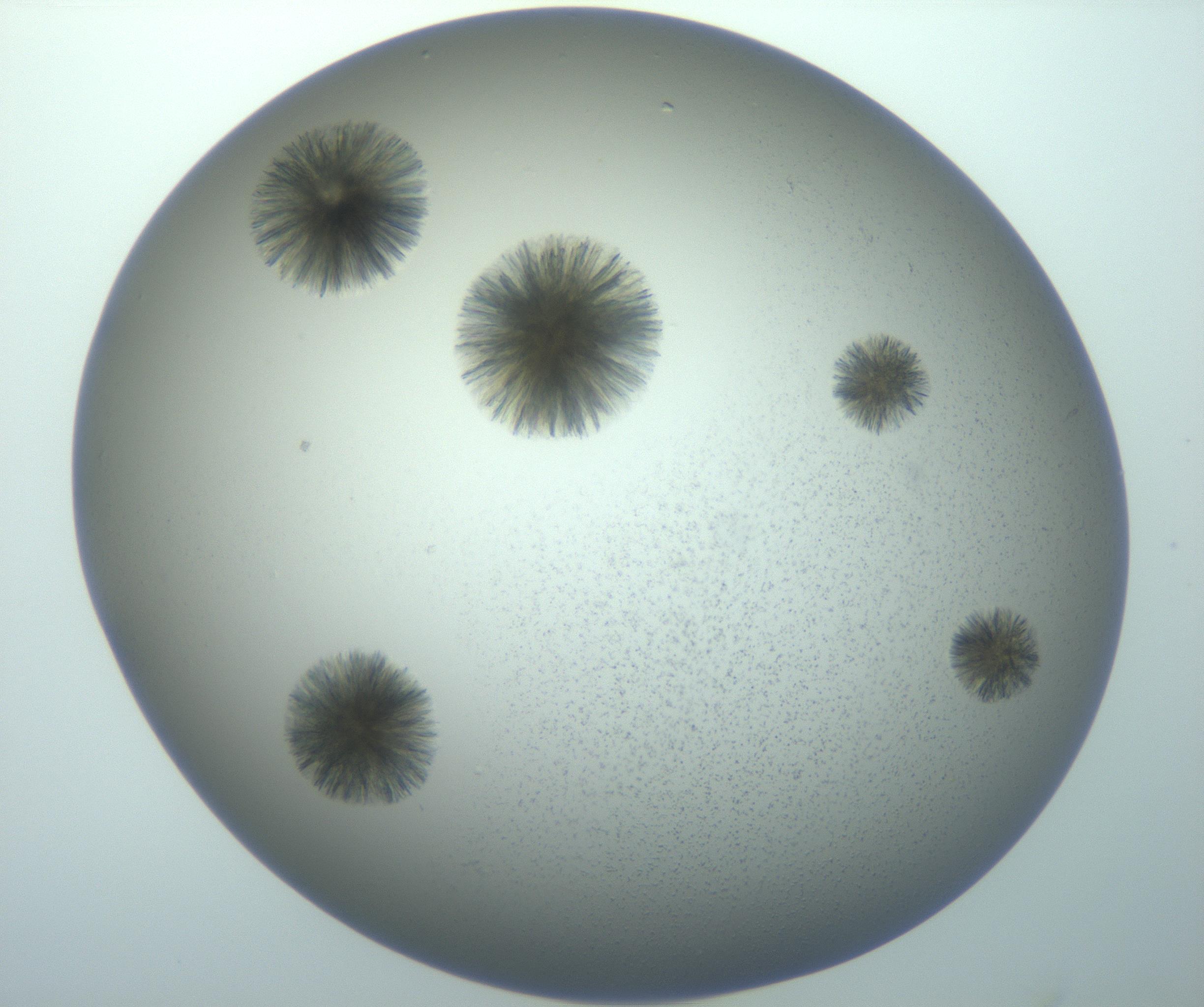 RI01_03_000_0212_Proj1_Clon1_MC_0000MC103118_003_161212_02_06_01_00_99_002_001_RAI.jpg