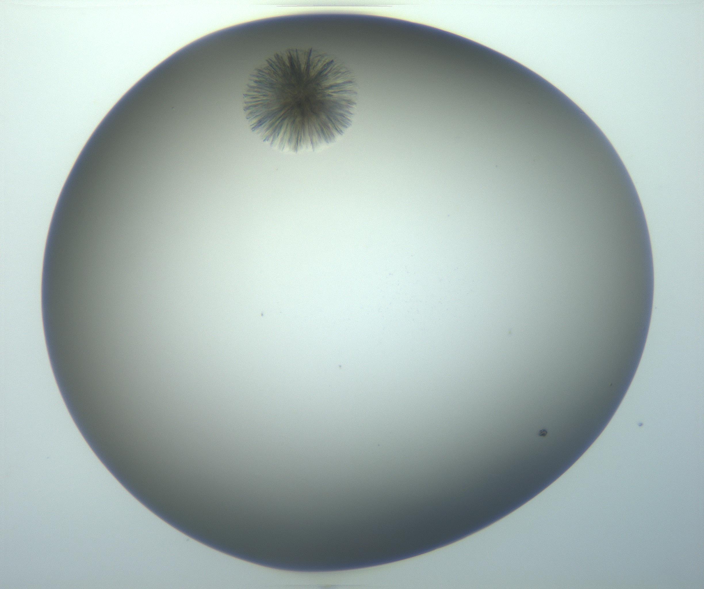 RI01_03_000_0212_Proj1_Clon1_MC_0000MC103118_003_161212_02_06_02_00_99_002_001_RAI.jpg