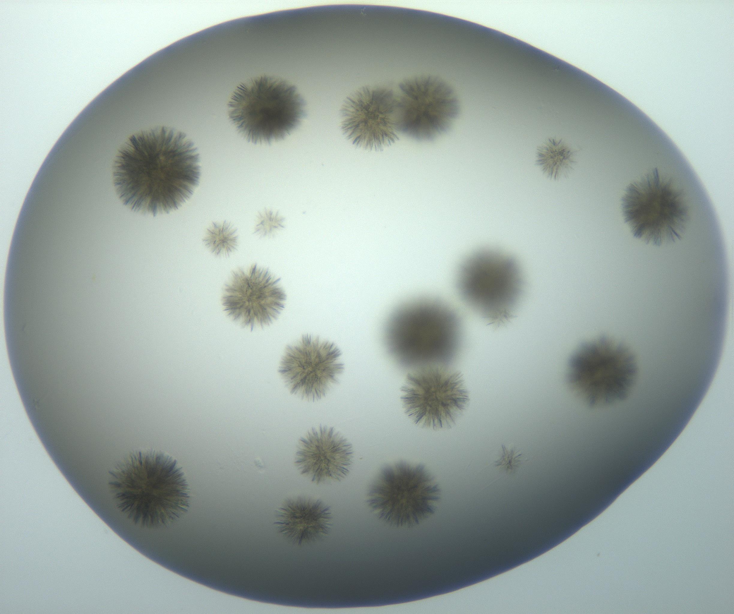 RI01_03_000_0212_Proj1_Clon1_MC_0000MC103118_003_161212_02_08_01_00_99_002_001_RAI.jpg