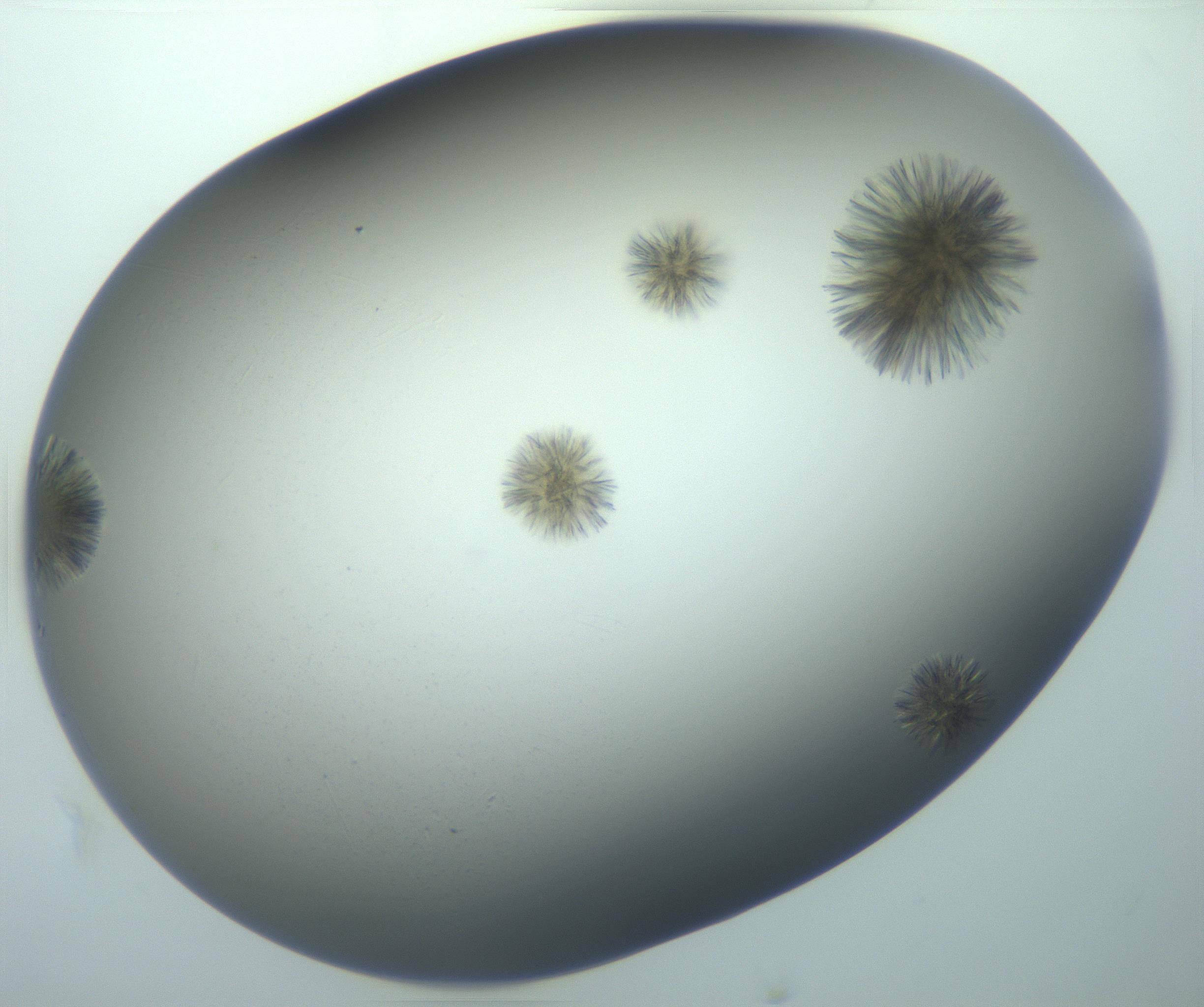 RI01_03_000_0212_Proj1_Clon1_MC_0000MC103118_003_161212_02_08_02_00_99_002_001_RAI.jpg