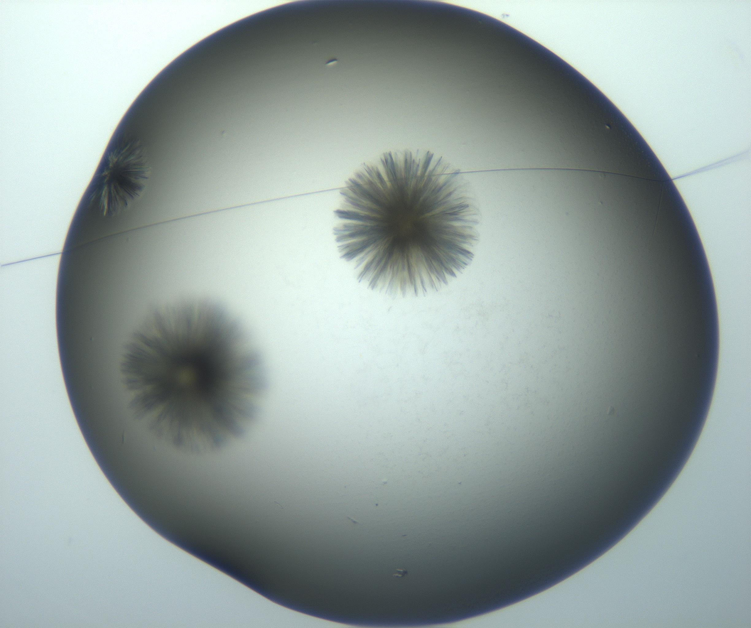 RI01_03_000_0212_Proj1_Clon1_MC_0000MC103118_003_161212_03_01_01_00_99_002_001_RAI.jpg