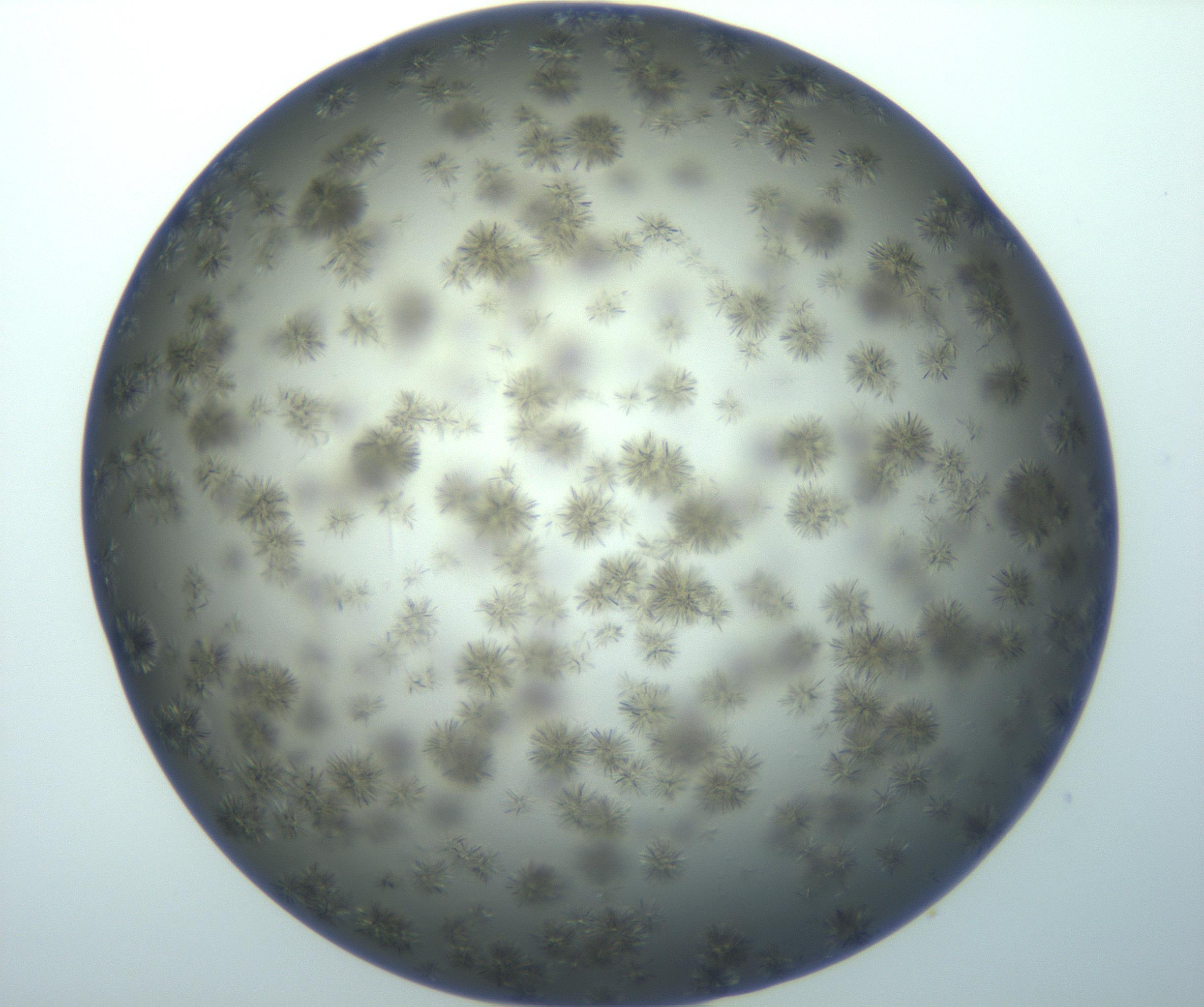 RI01_03_000_0212_Proj1_Clon1_MC_0000MC103118_003_161212_03_04_01_00_99_002_001_RAI.jpg