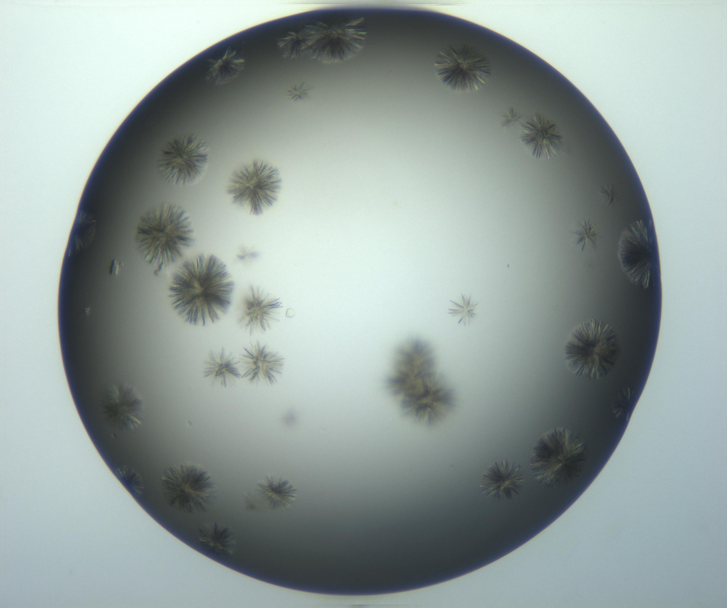 RI01_03_000_0212_Proj1_Clon1_MC_0000MC103118_003_161212_03_04_02_00_99_002_001_RAI.jpg