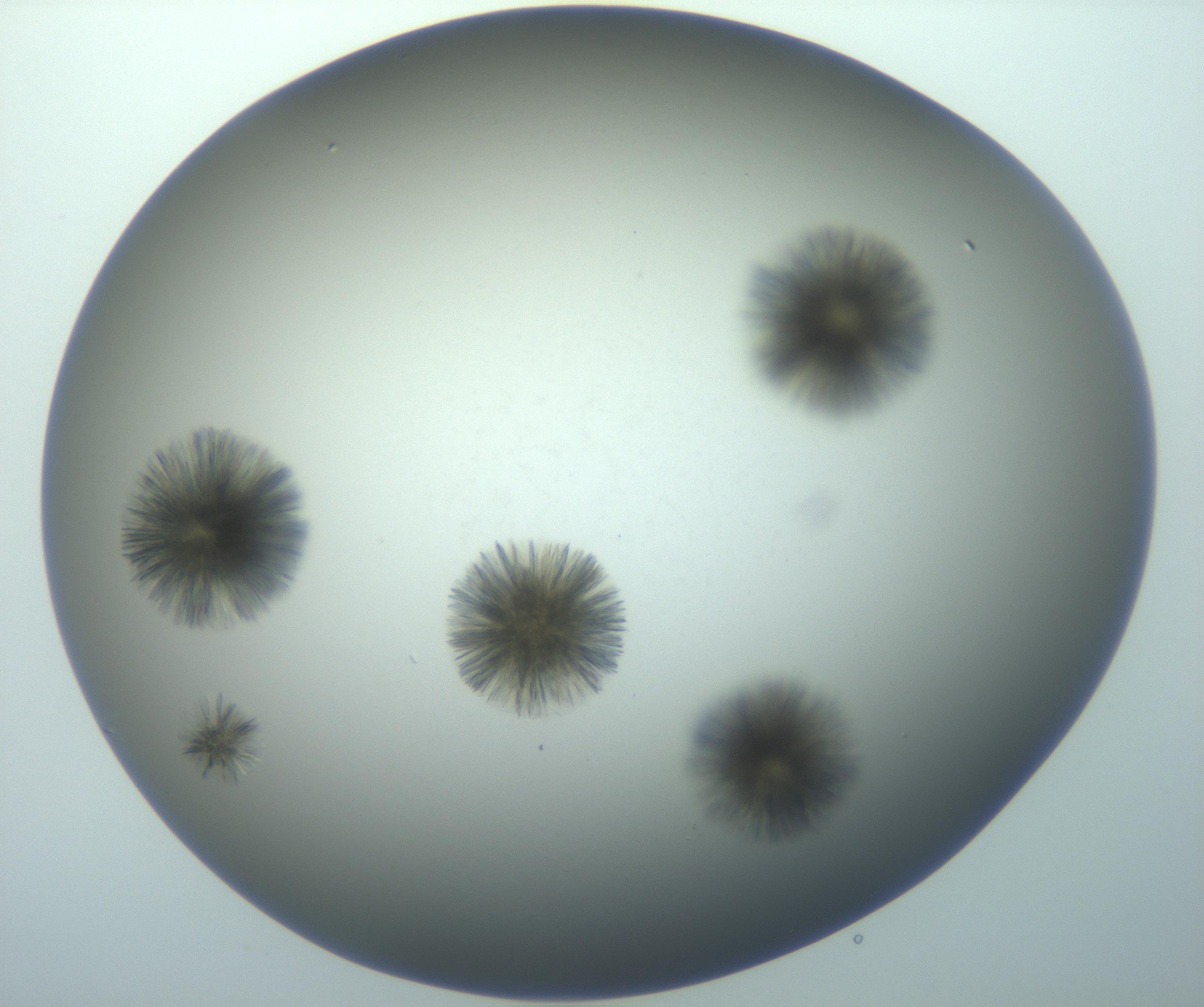 RI01_03_000_0212_Proj1_Clon1_MC_0000MC103118_003_161212_03_07_01_00_99_002_001_RAI.jpg