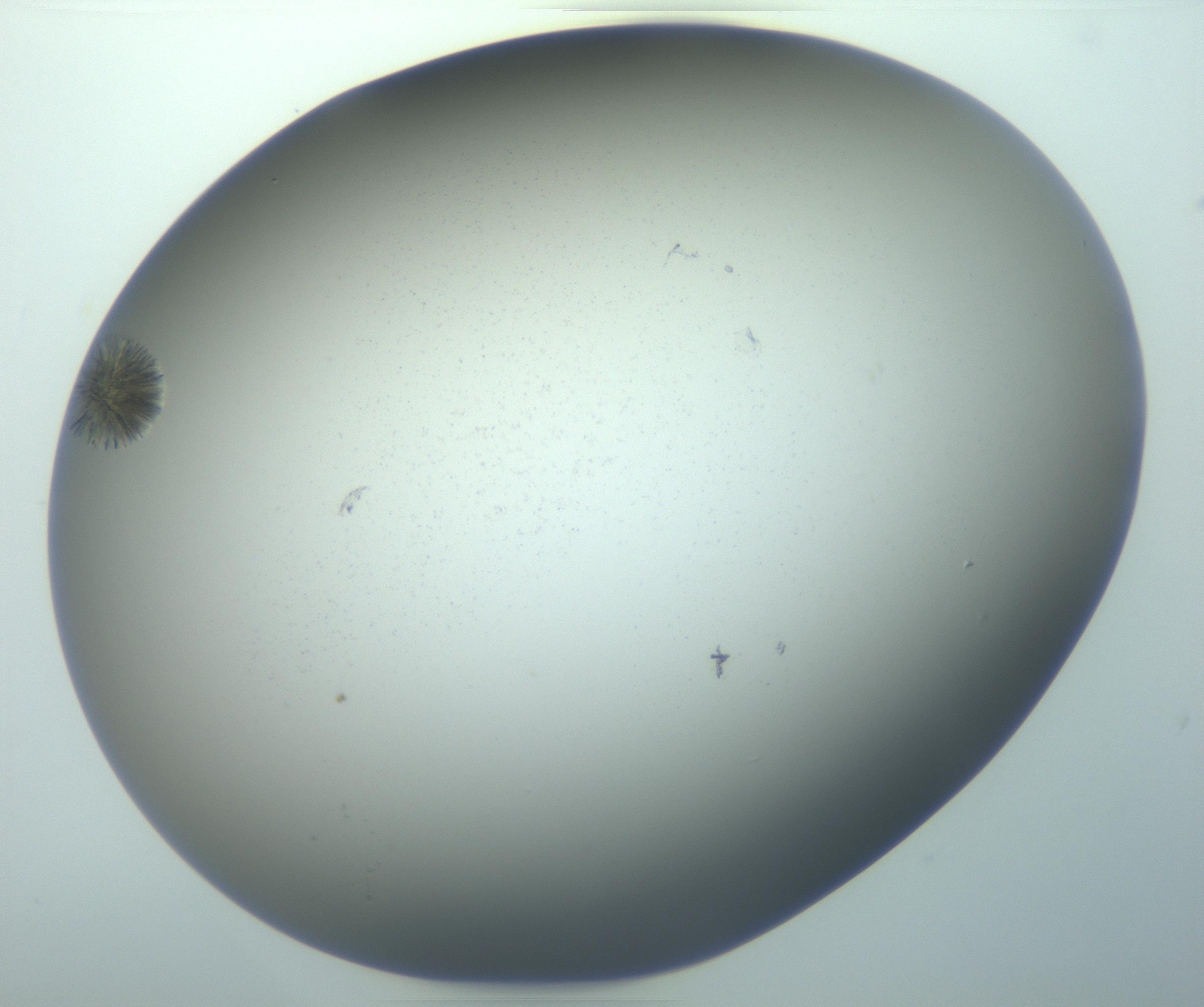 RI01_03_000_0212_Proj1_Clon1_MC_0000MC103118_003_161212_03_07_02_00_99_002_001_RAI.jpg