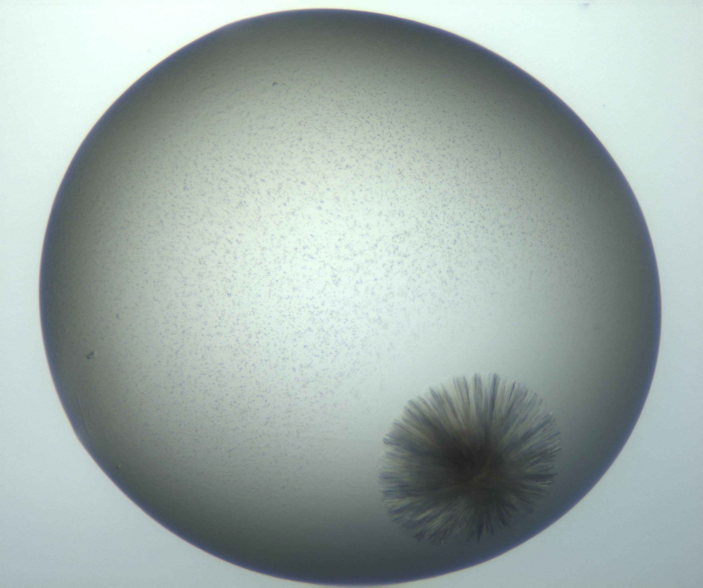 RI01_03_000_0212_Proj1_Clon1_MC_0000MC103118_003_161212_04_05_01_00_99_002_001_RAI.jpg