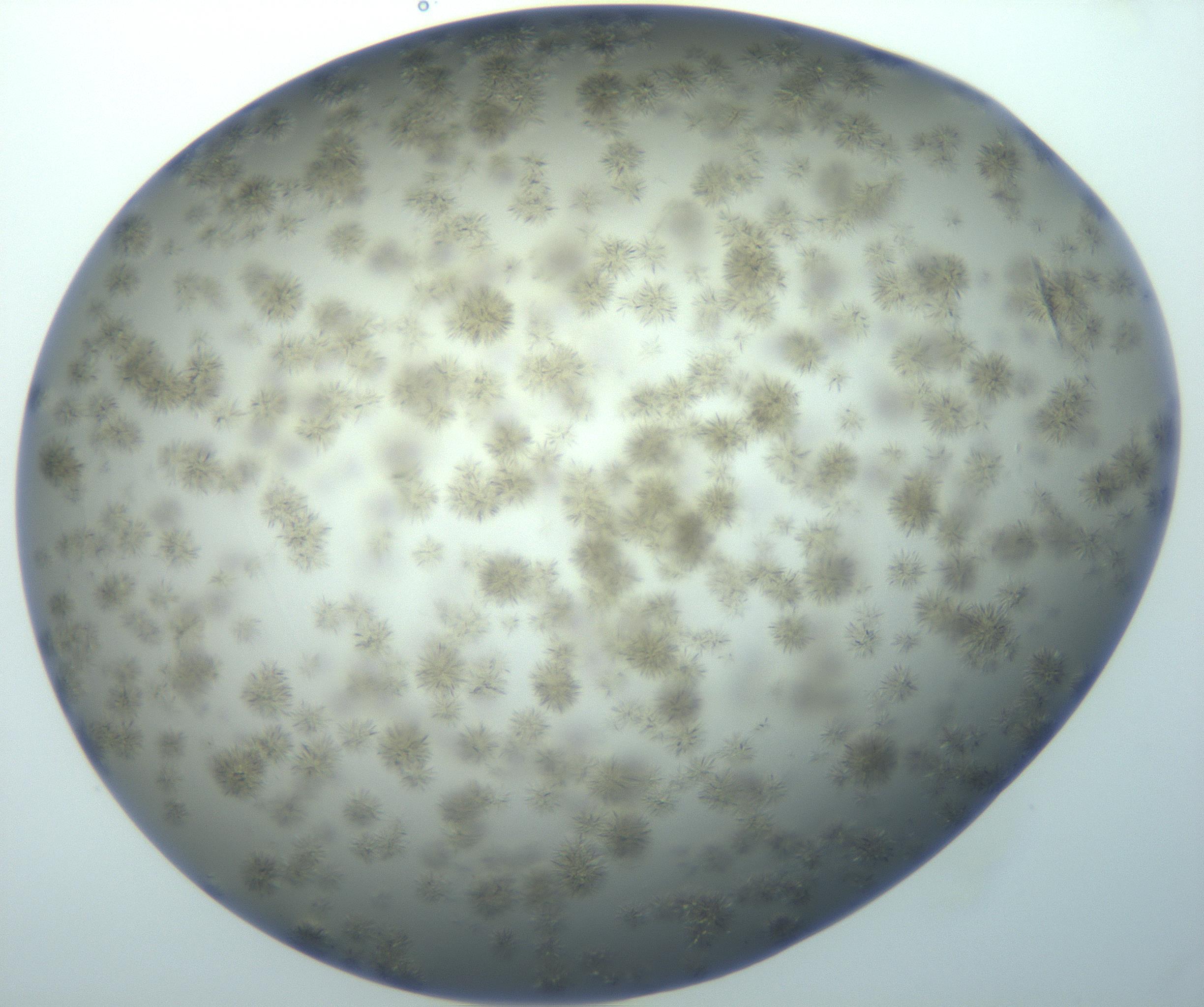 RI01_03_000_0212_Proj1_Clon1_MC_0000MC103118_003_161212_04_07_01_00_99_002_001_RAI.jpg