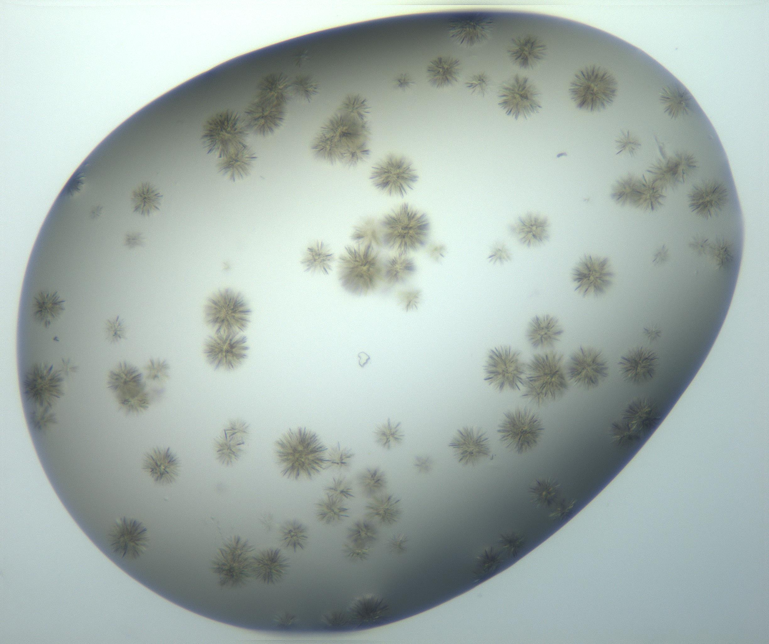 RI01_03_000_0212_Proj1_Clon1_MC_0000MC103118_003_161212_04_07_02_00_99_002_001_RAI.jpg