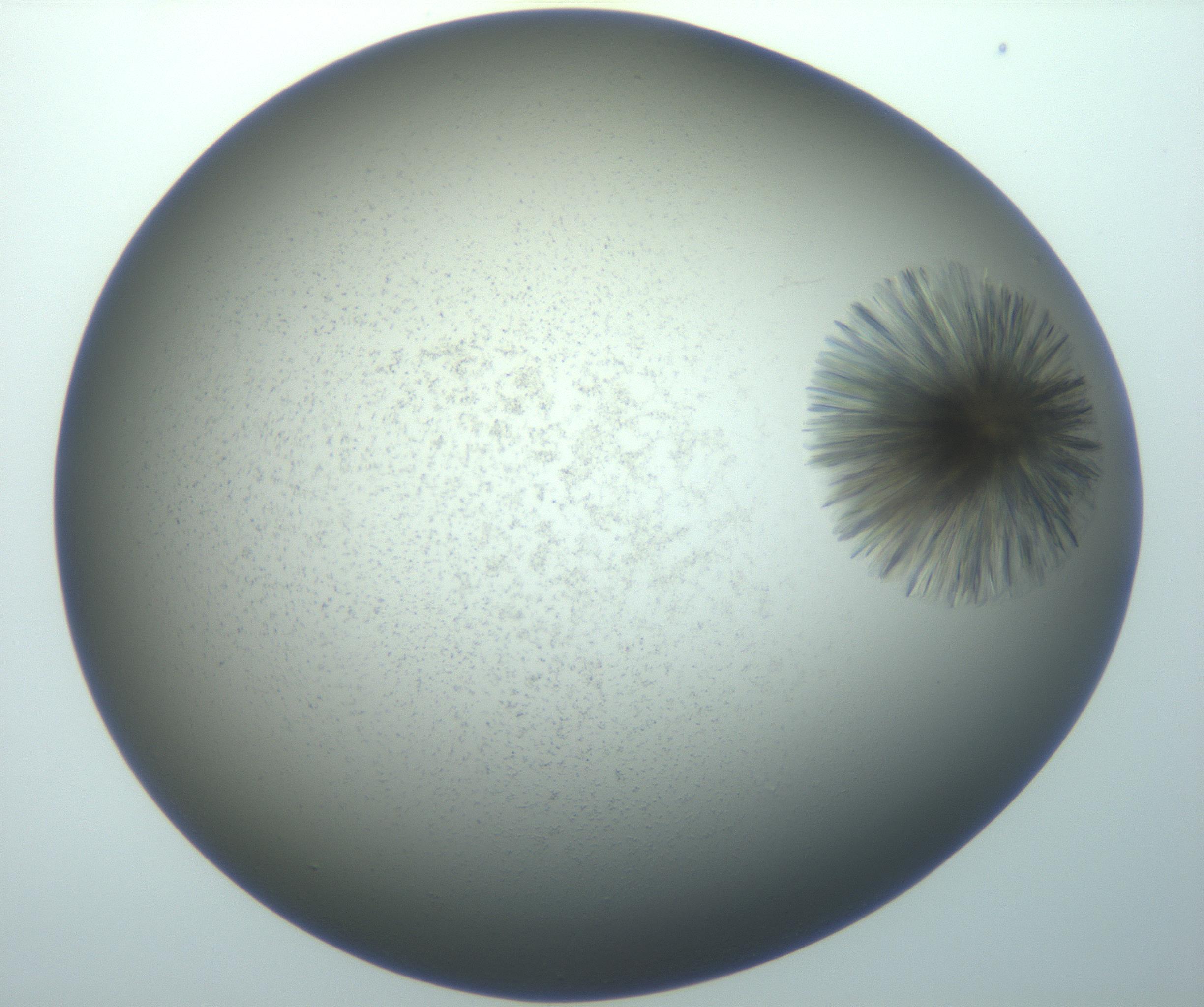 RI01_03_000_0212_Proj1_Clon1_MC_0000MC103118_003_161212_04_08_01_00_99_002_001_RAI.jpg