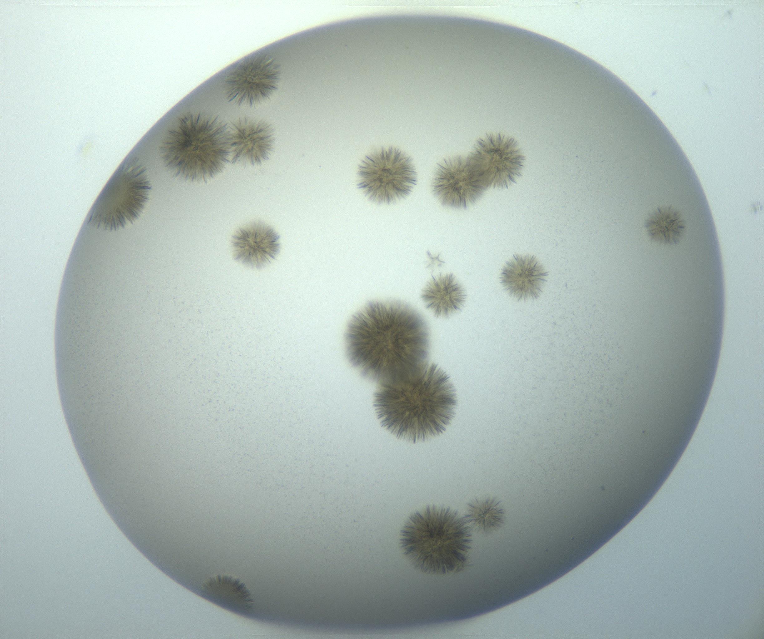 RI01_03_000_0212_Proj1_Clon1_MC_0000MC103118_003_161212_05_07_01_00_99_002_001_RAI.jpg