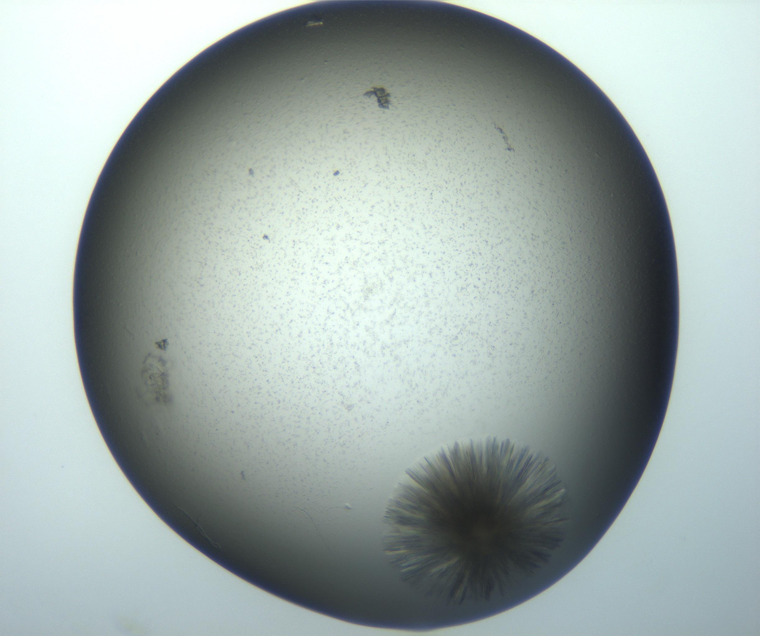 RI01_03_000_0212_Proj1_Clon1_MC_0000MC103118_003_161212_06_01_01_00_99_002_001_RAI.jpg
