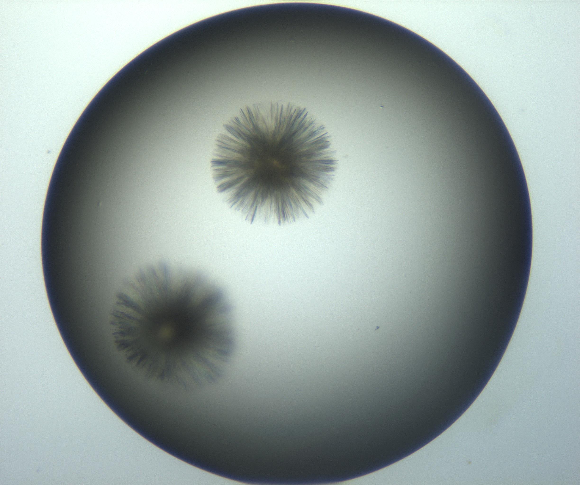 RI01_03_000_0212_Proj1_Clon1_MC_0000MC103118_003_161212_06_04_01_00_99_002_001_RAI.jpg