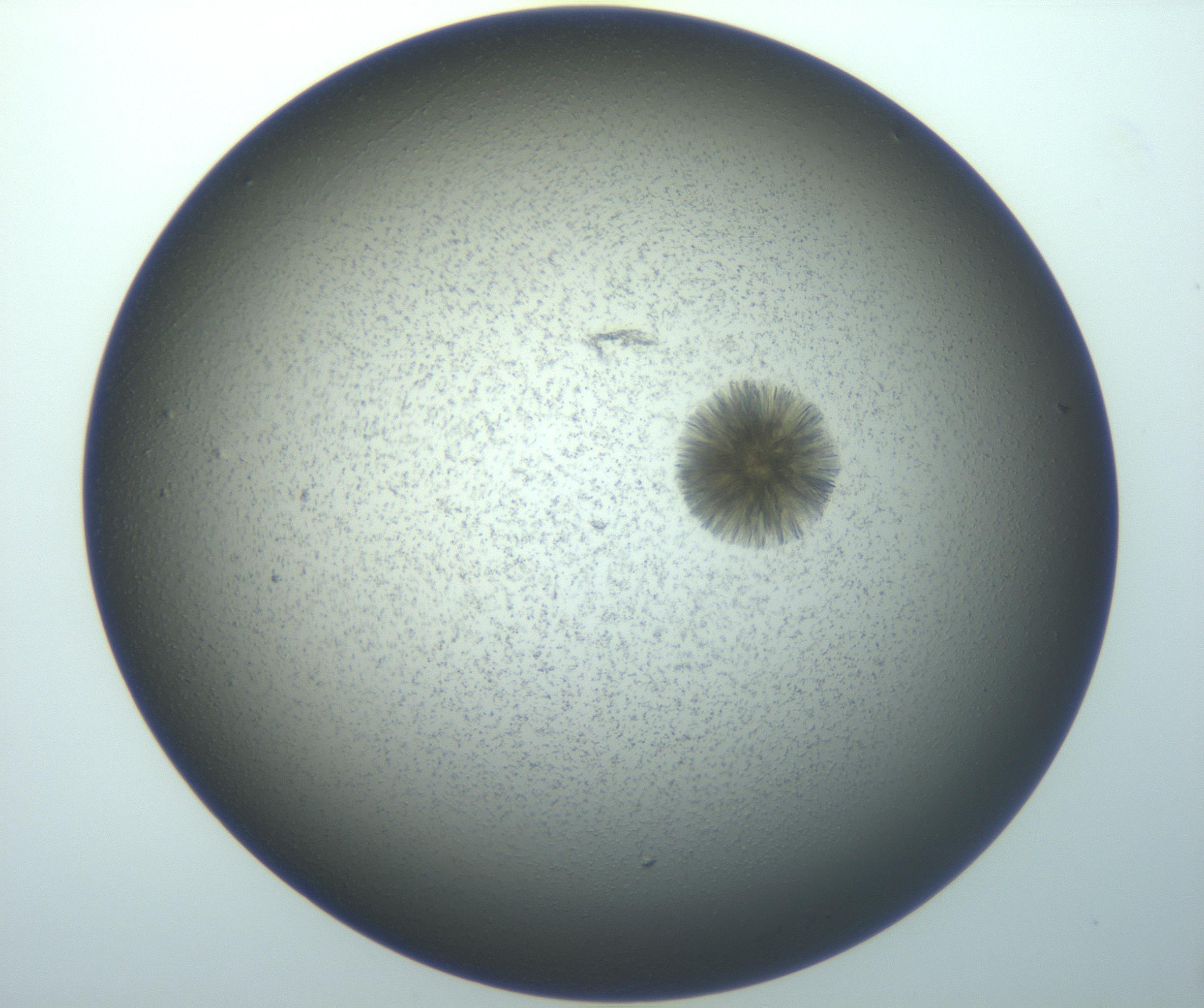 RI01_03_000_0212_Proj1_Clon1_MC_0000MC103118_003_161212_06_05_01_00_99_002_001_RAI.jpg