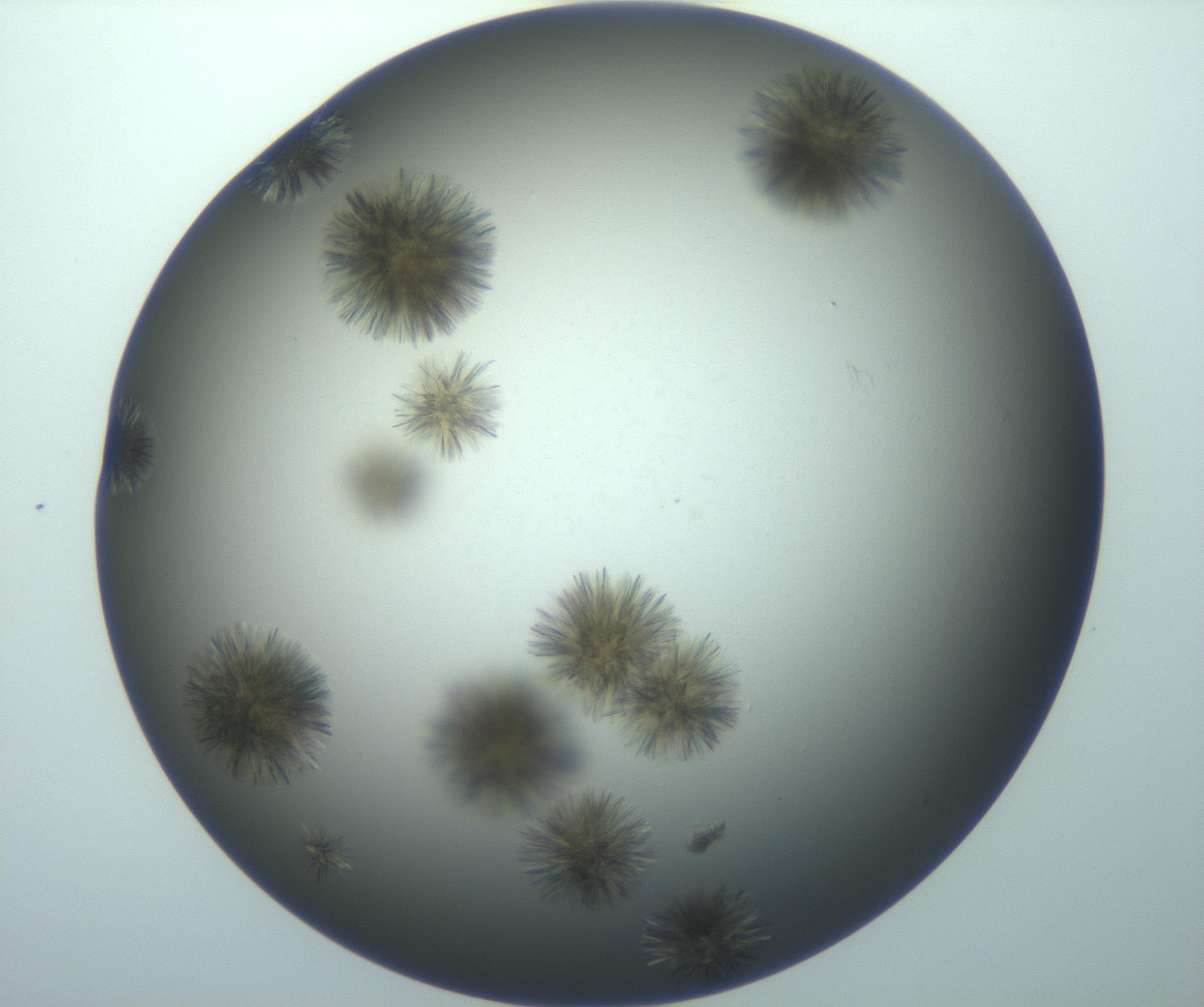 RI01_03_000_0212_Proj1_Clon1_MC_0000MC103118_003_161212_06_08_01_00_99_002_001_RAI.jpg
