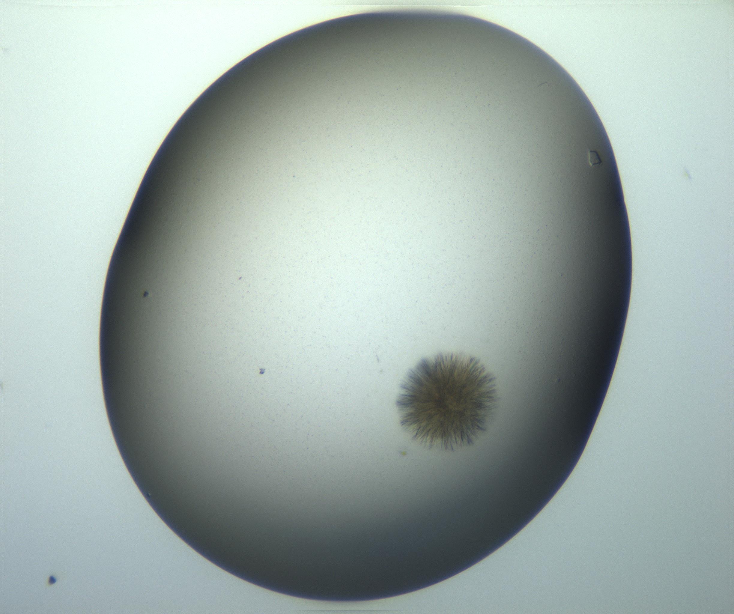 RI01_03_000_0212_Proj1_Clon1_MC_0000MC103118_003_161212_06_08_02_00_99_002_001_RAI.jpg