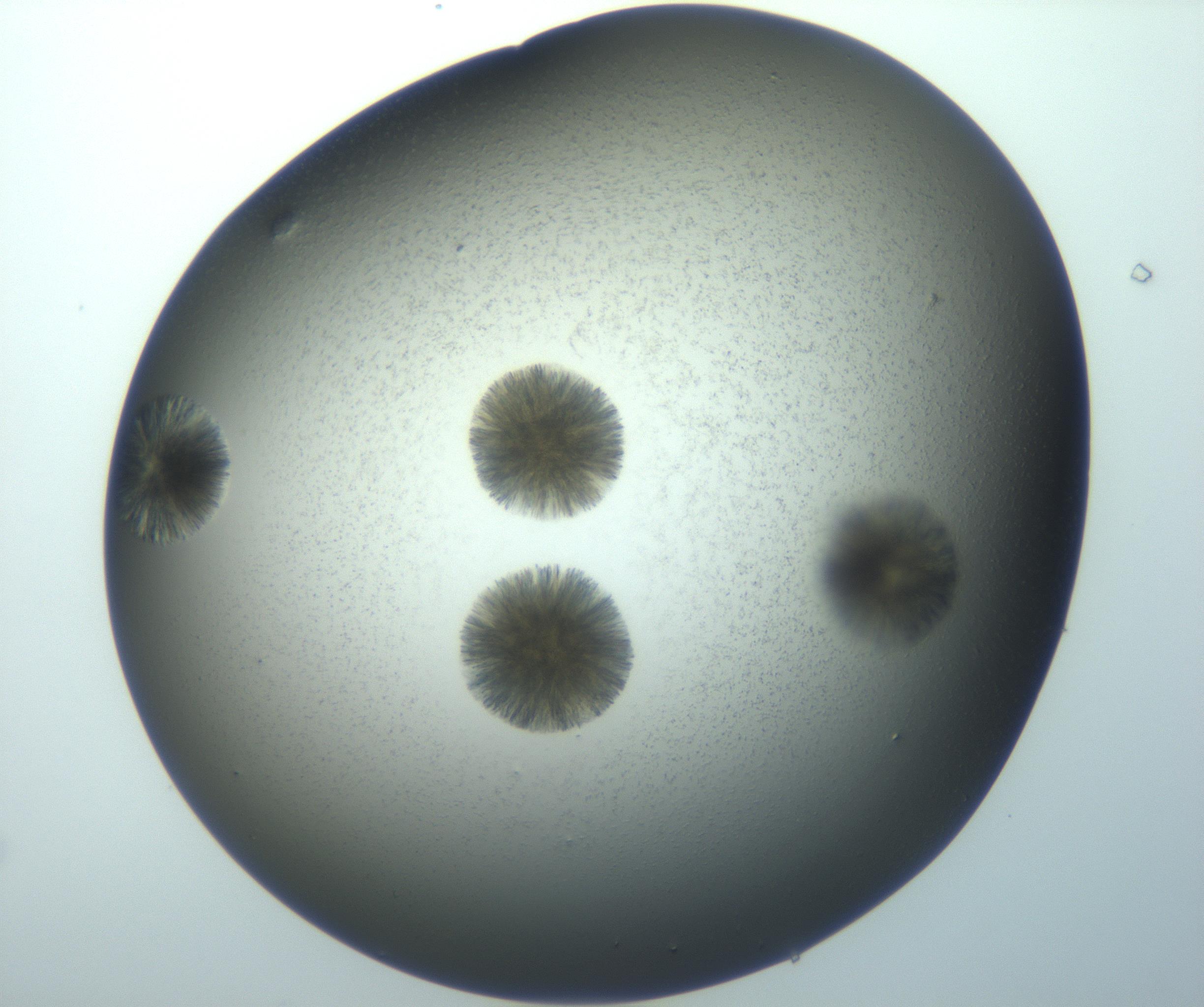 RI01_03_000_0212_Proj1_Clon1_MC_0000MC103118_003_161212_07_07_01_00_99_002_001_RAI.jpg