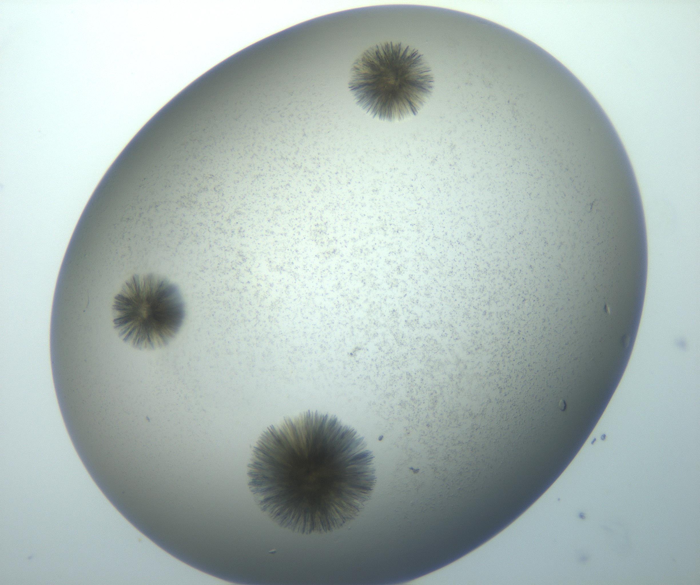 RI01_03_000_0212_Proj1_Clon1_MC_0000MC103118_003_161212_08_07_01_00_99_002_001_RAI.jpg