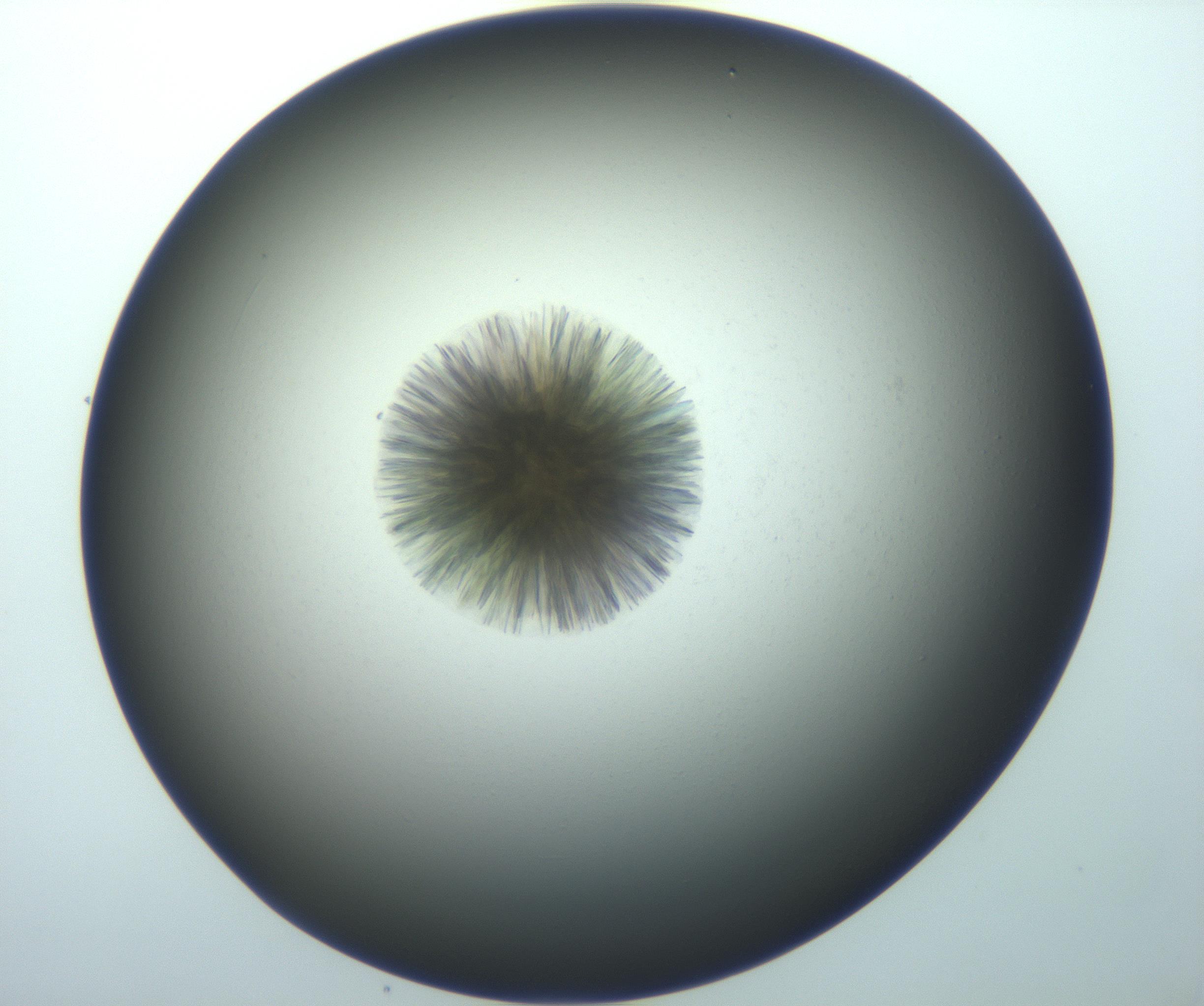 RI01_03_000_0212_Proj1_Clon1_MC_0000MC103118_003_161212_08_08_01_00_99_002_001_RAI.jpg