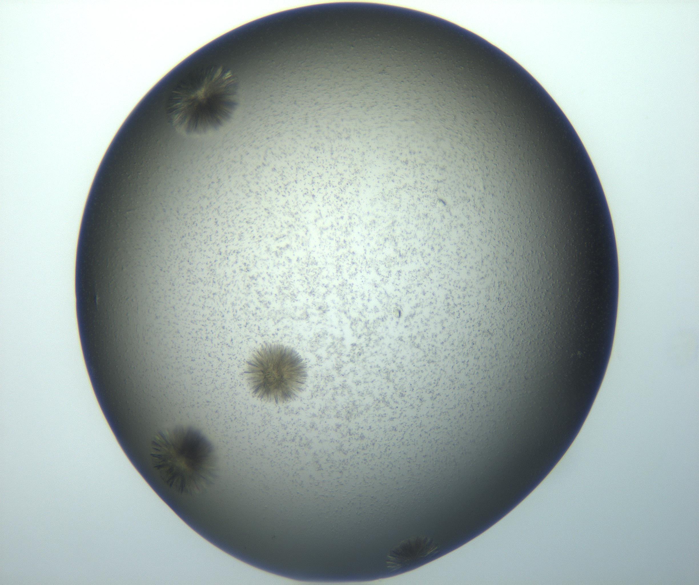 RI01_03_000_0212_Proj1_Clon1_MC_0000MC103118_003_161212_10_03_01_00_99_002_001_RAI.jpg