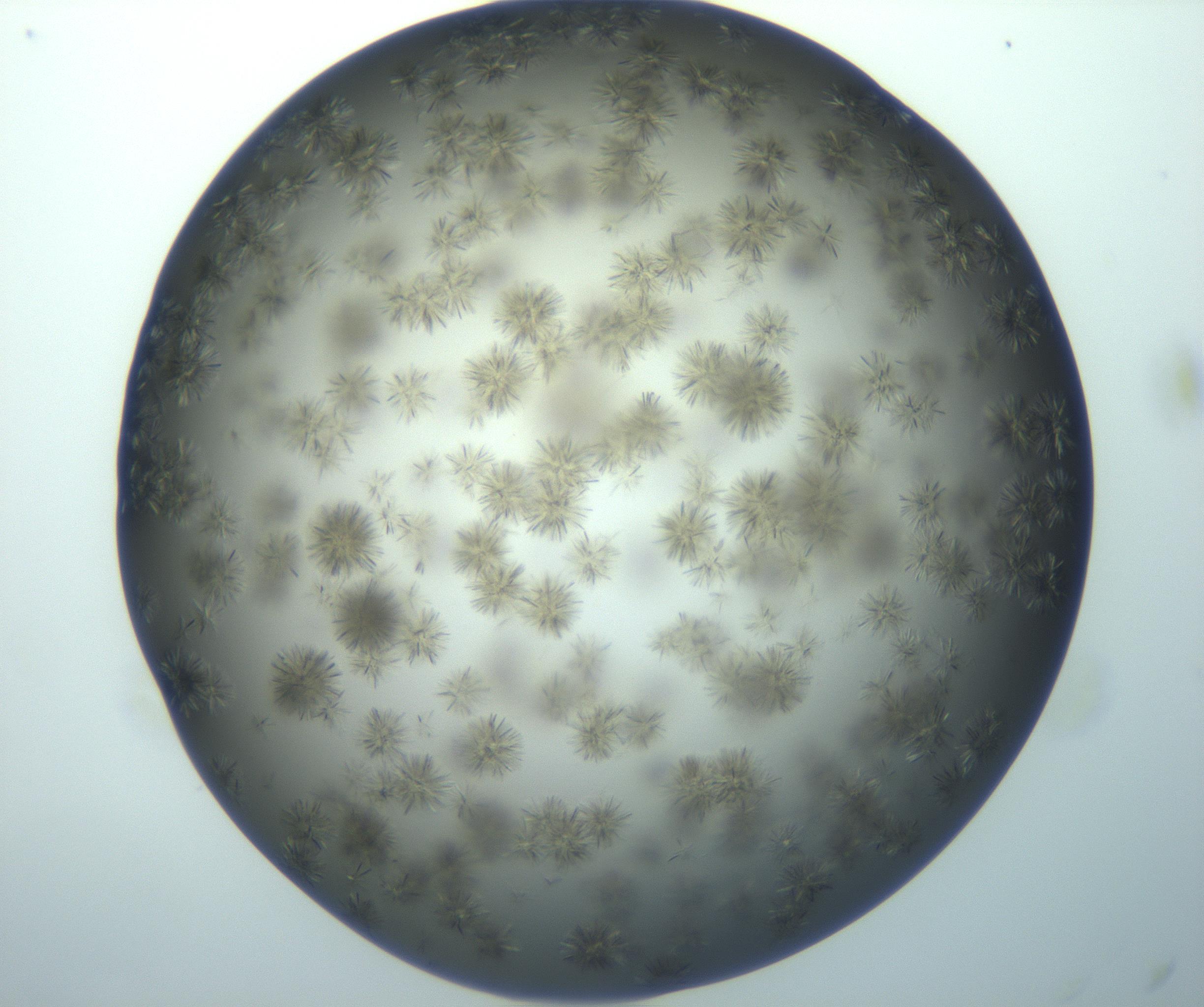 RI01_03_000_0212_Proj1_Clon1_MC_0000MC103118_003_161212_11_03_01_00_99_002_001_RAI.jpg