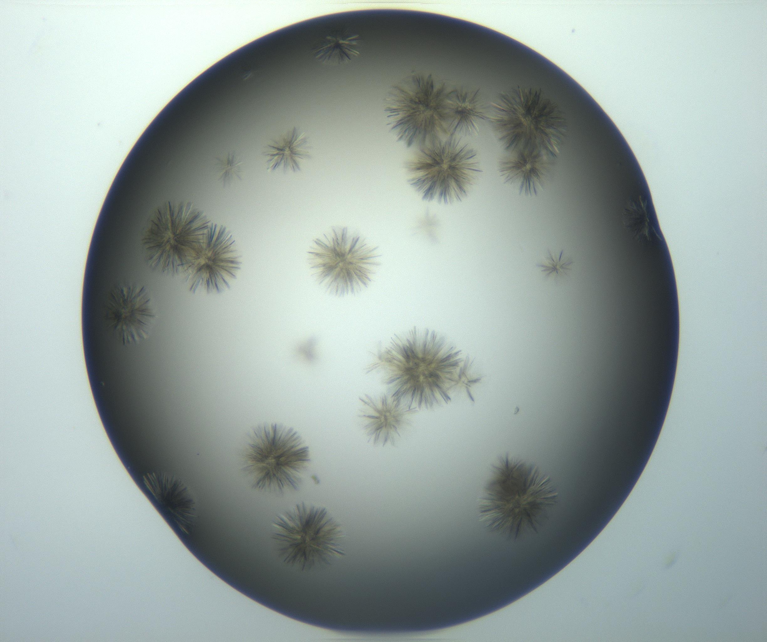 RI01_03_000_0212_Proj1_Clon1_MC_0000MC103118_003_161212_11_03_02_00_99_002_001_RAI.jpg