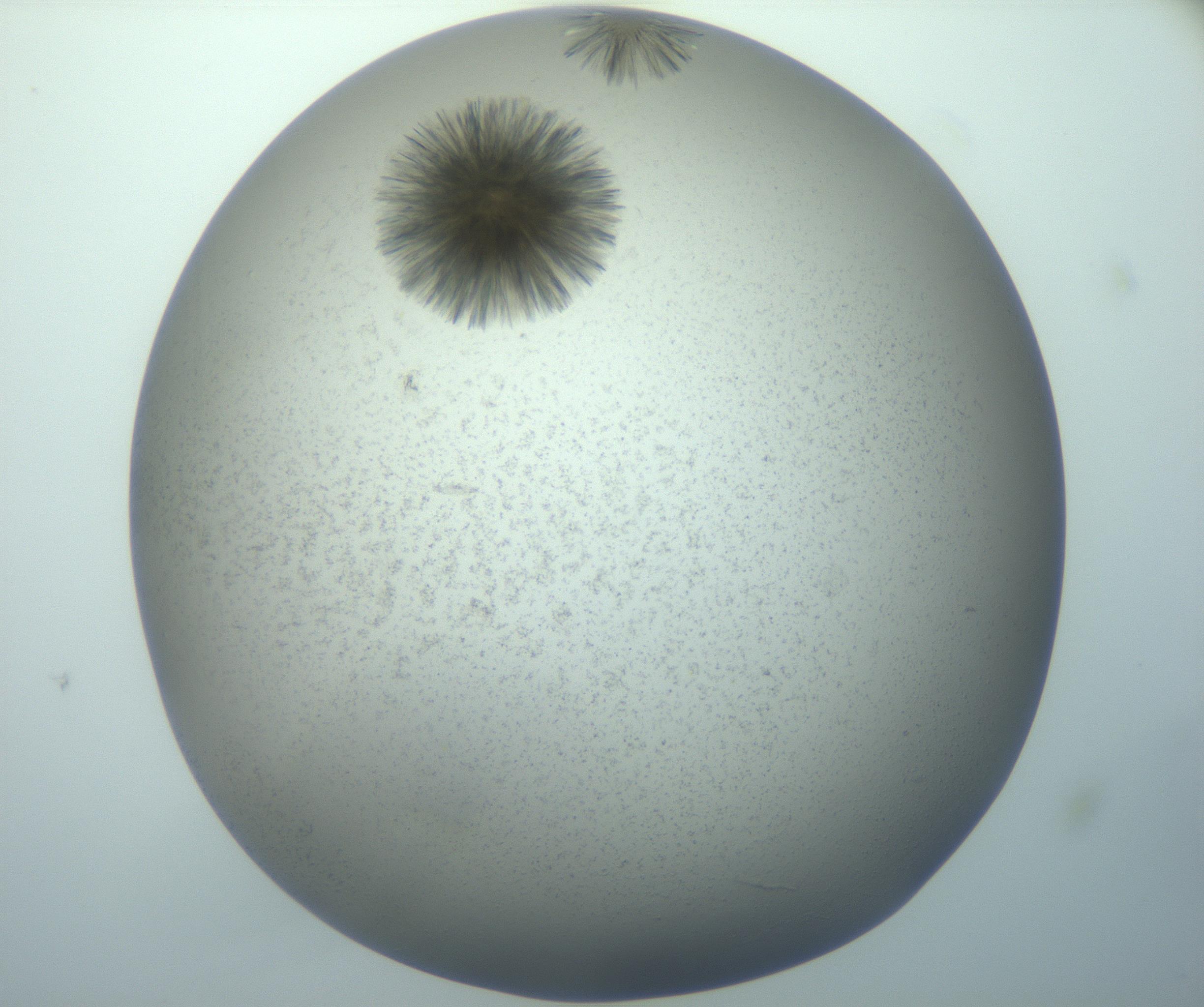 RI01_03_000_0212_Proj1_Clon1_MC_0000MC103118_003_161212_11_06_01_00_99_002_001_RAI.jpg