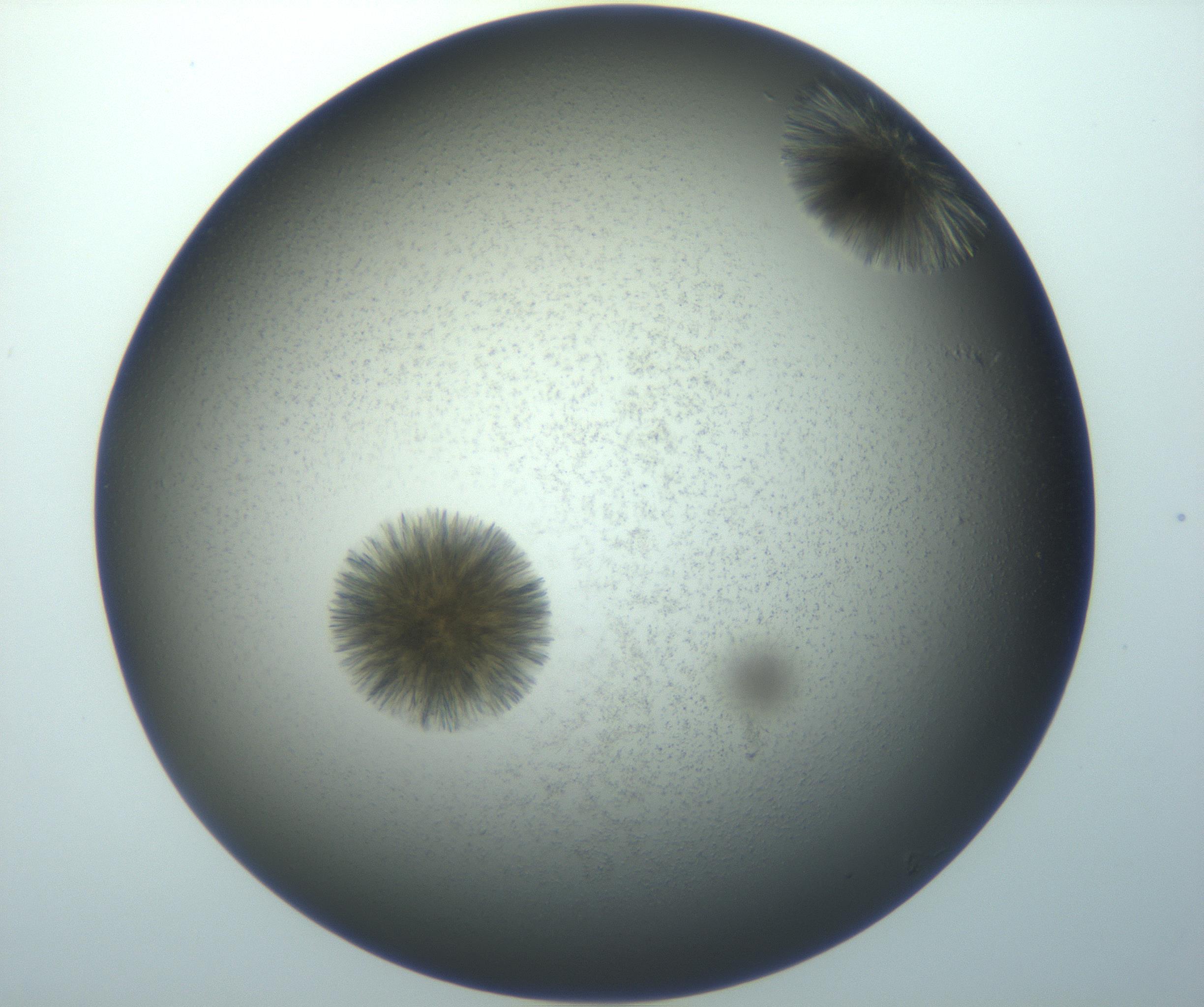 RI01_03_000_0212_Proj1_Clon1_MC_0000MC103118_003_161212_11_07_01_00_99_002_001_RAI.jpg