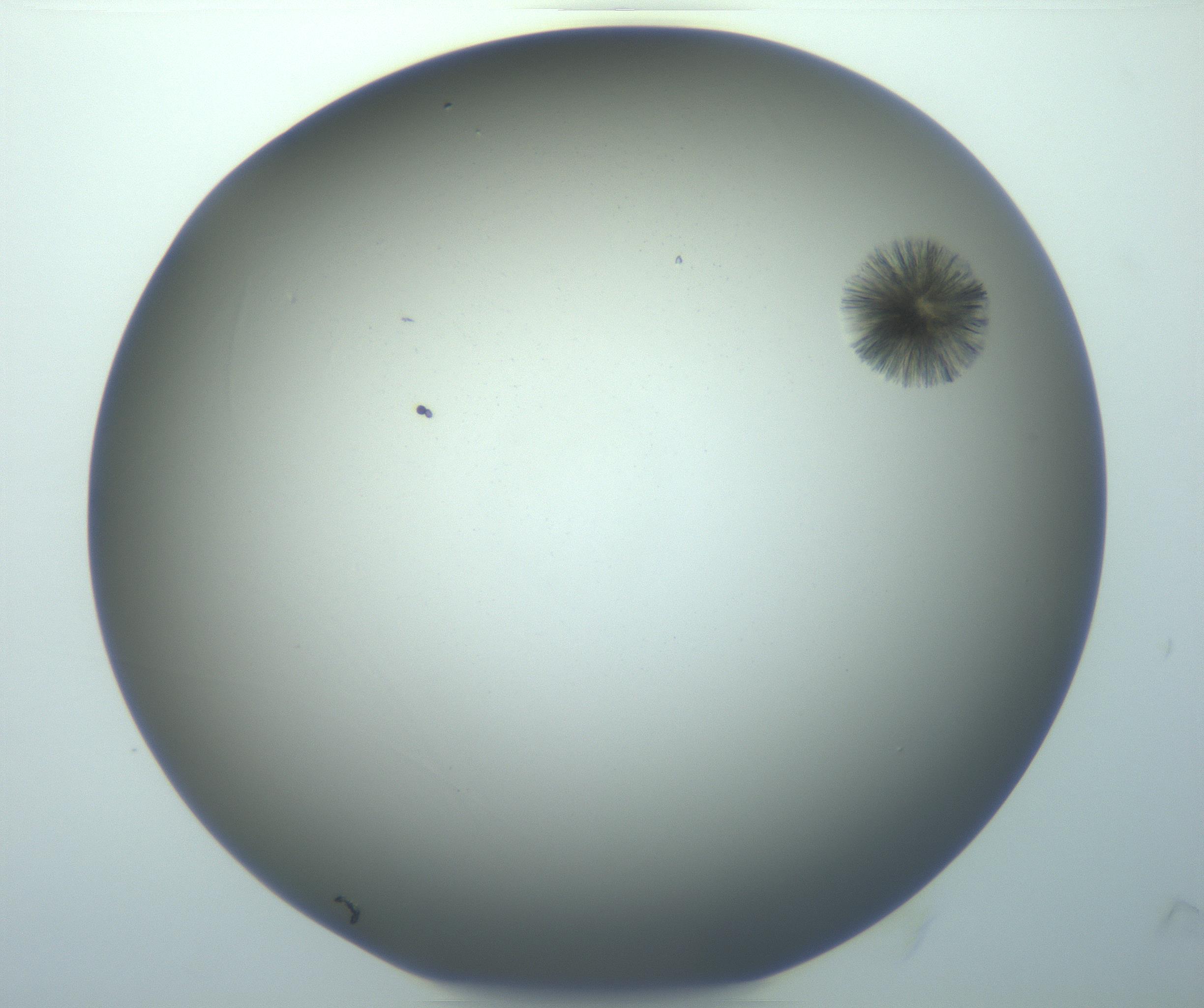 RI01_03_000_0212_Proj1_Clon1_MC_0000MC103118_004_161214_04_05_02_00_99_002_001_RAI.jpg