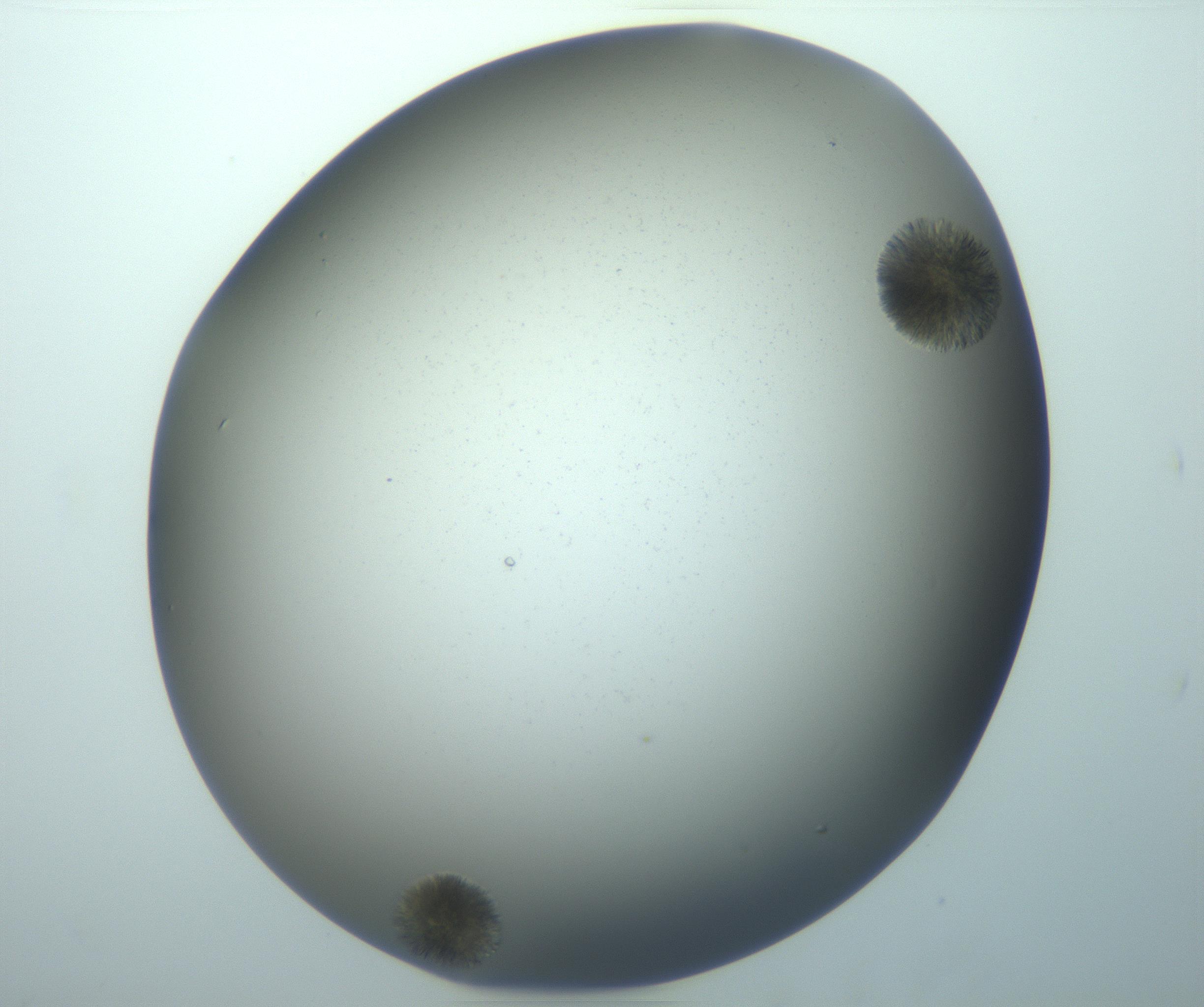 RI01_03_000_0212_Proj1_Clon1_MC_0000MC103118_004_161214_07_07_02_00_99_002_001_RAI.jpg