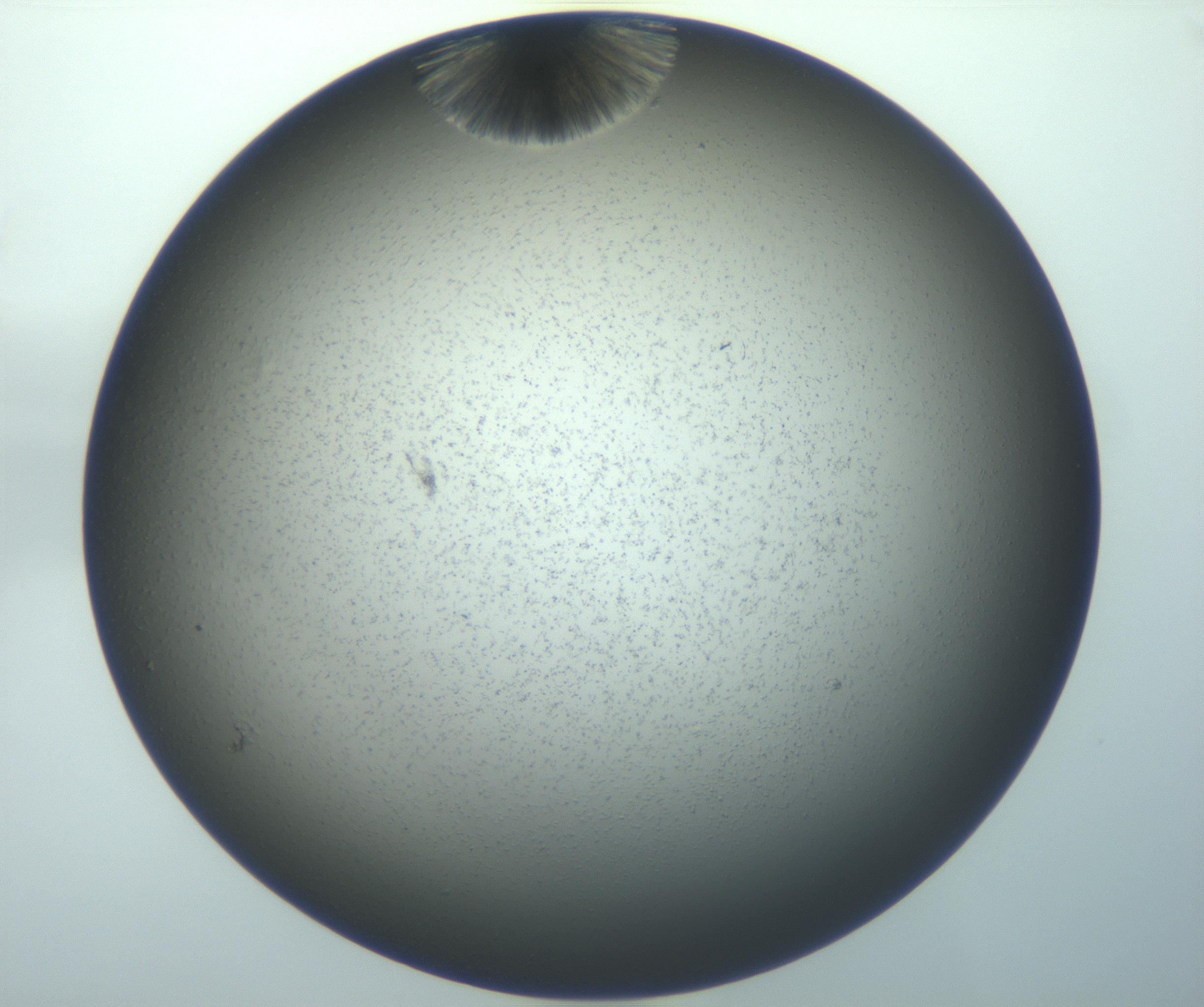 RI01_03_000_0212_Proj1_Clon1_MC_0000MC103118_004_161214_11_05_01_00_99_002_001_RAI.jpg