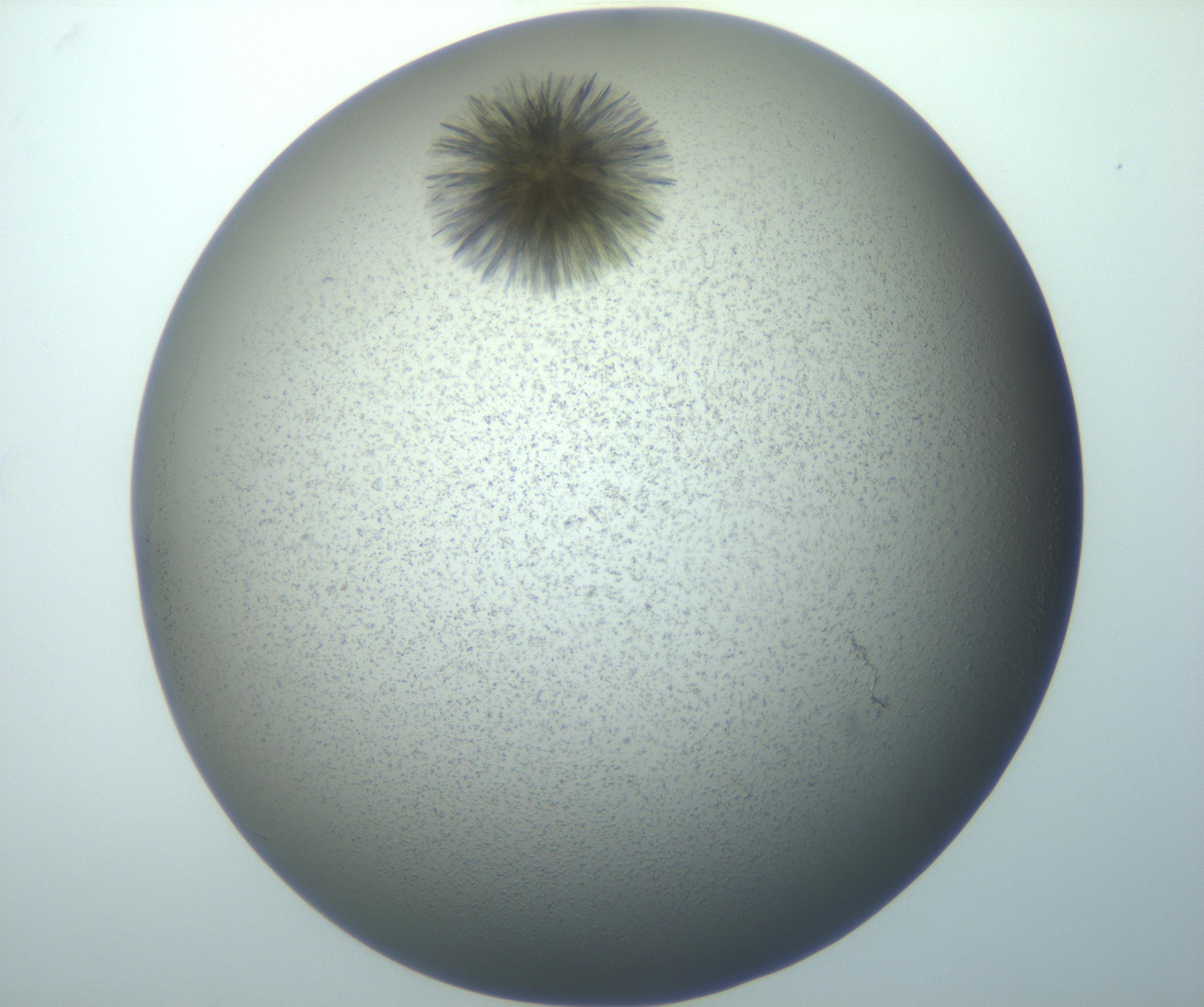 RI01_03_000_0212_Proj1_Clon1_MC_0000MC103118_004_161214_11_08_01_00_99_002_001_RAI.jpg