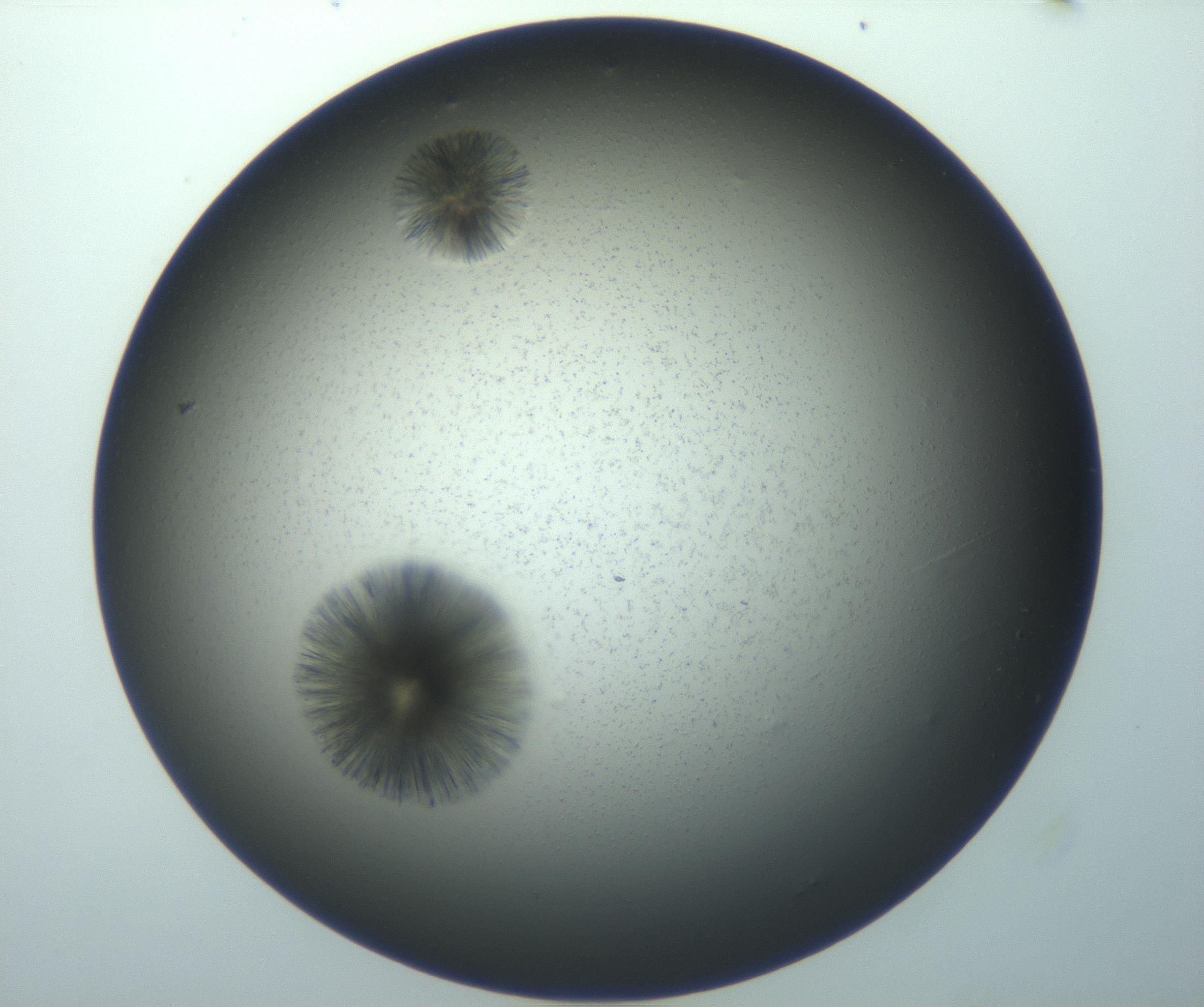 RI01_03_000_0212_Proj1_Clon1_MC_0000MC103118_004_161214_12_05_01_00_99_002_001_RAI.jpg