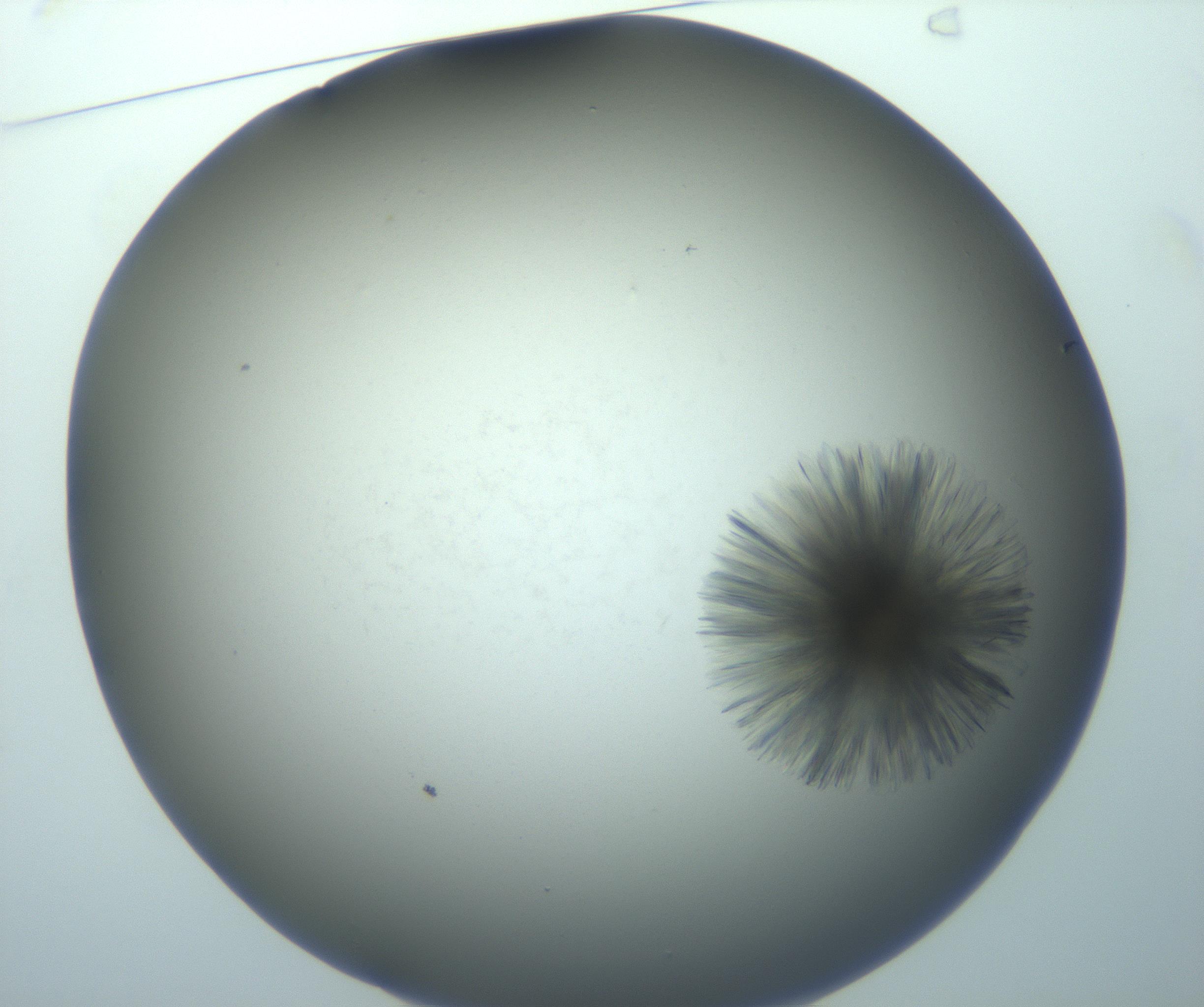 RI01_03_000_0212_Proj1_Clon1_MC_0000MC103118_006_161219_01_01_01_00_99_002_001_RAI.jpg