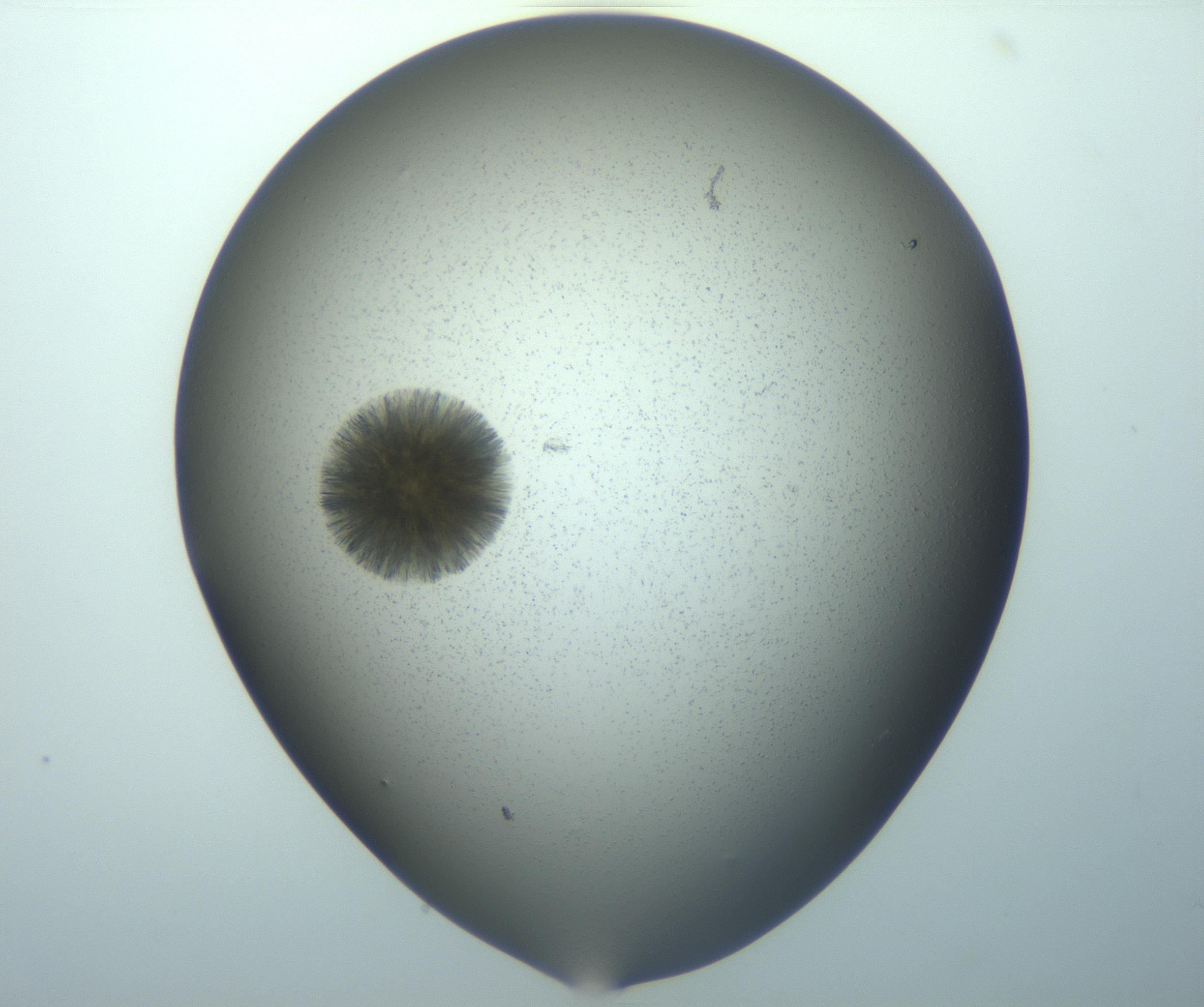 RI01_03_000_0212_Proj1_Clon1_MC_0000MC103118_006_161219_05_02_01_00_99_002_001_RAI.jpg