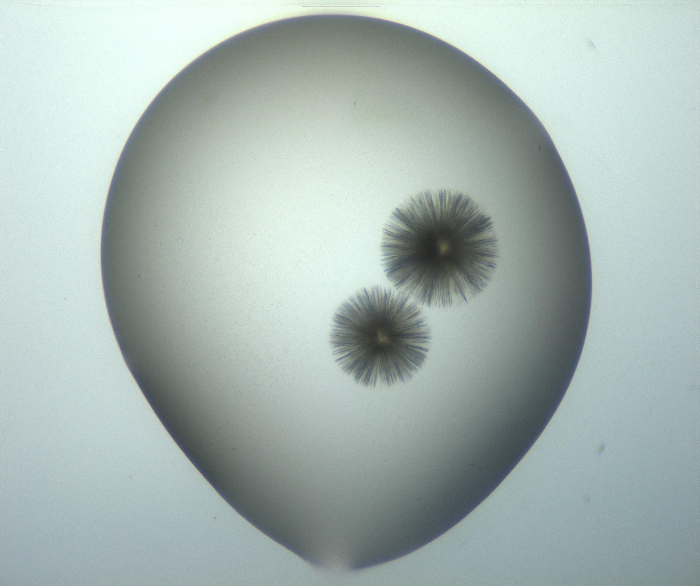 RI01_03_000_0212_Proj1_Clon1_MC_0000MC103118_006_161219_06_02_01_00_99_002_001_RAI.jpg