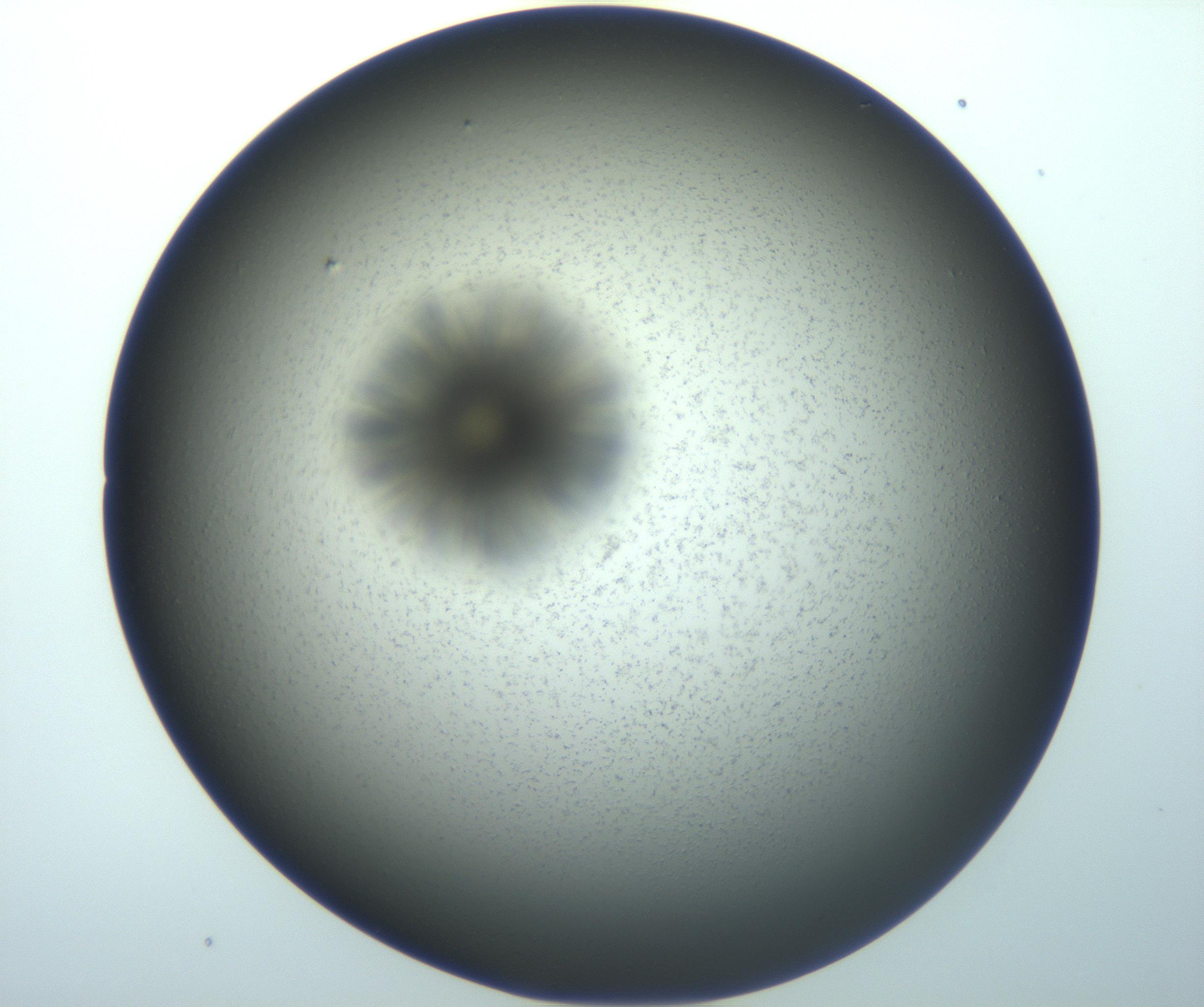RI01_03_000_0212_Proj1_Clon1_MC_0000MC103118_006_161219_08_04_01_00_99_002_001_RAI.jpg
