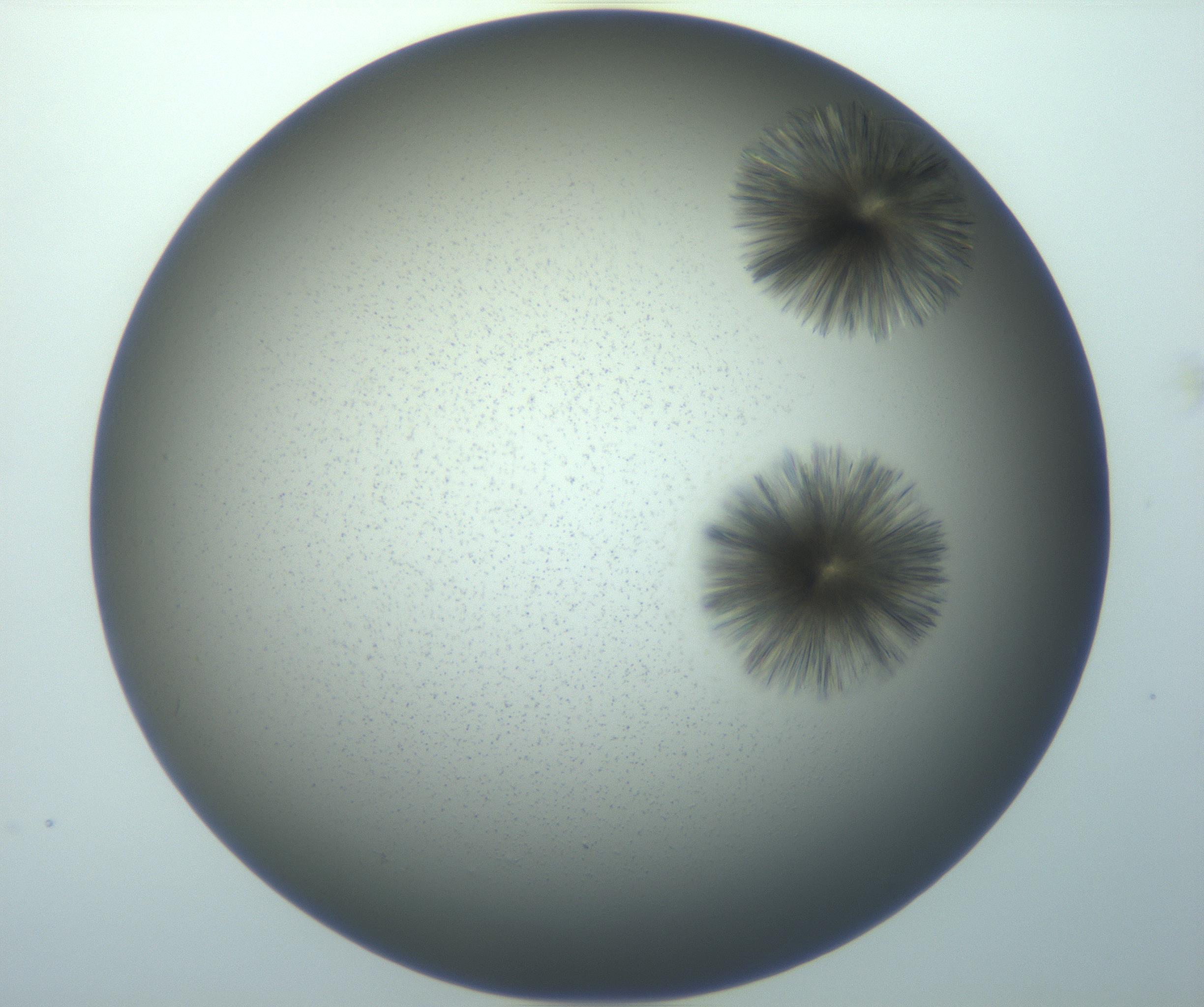 RI01_03_000_0212_Proj1_Clon1_MC_0000MC103118_006_161219_09_05_01_00_99_002_001_RAI.jpg