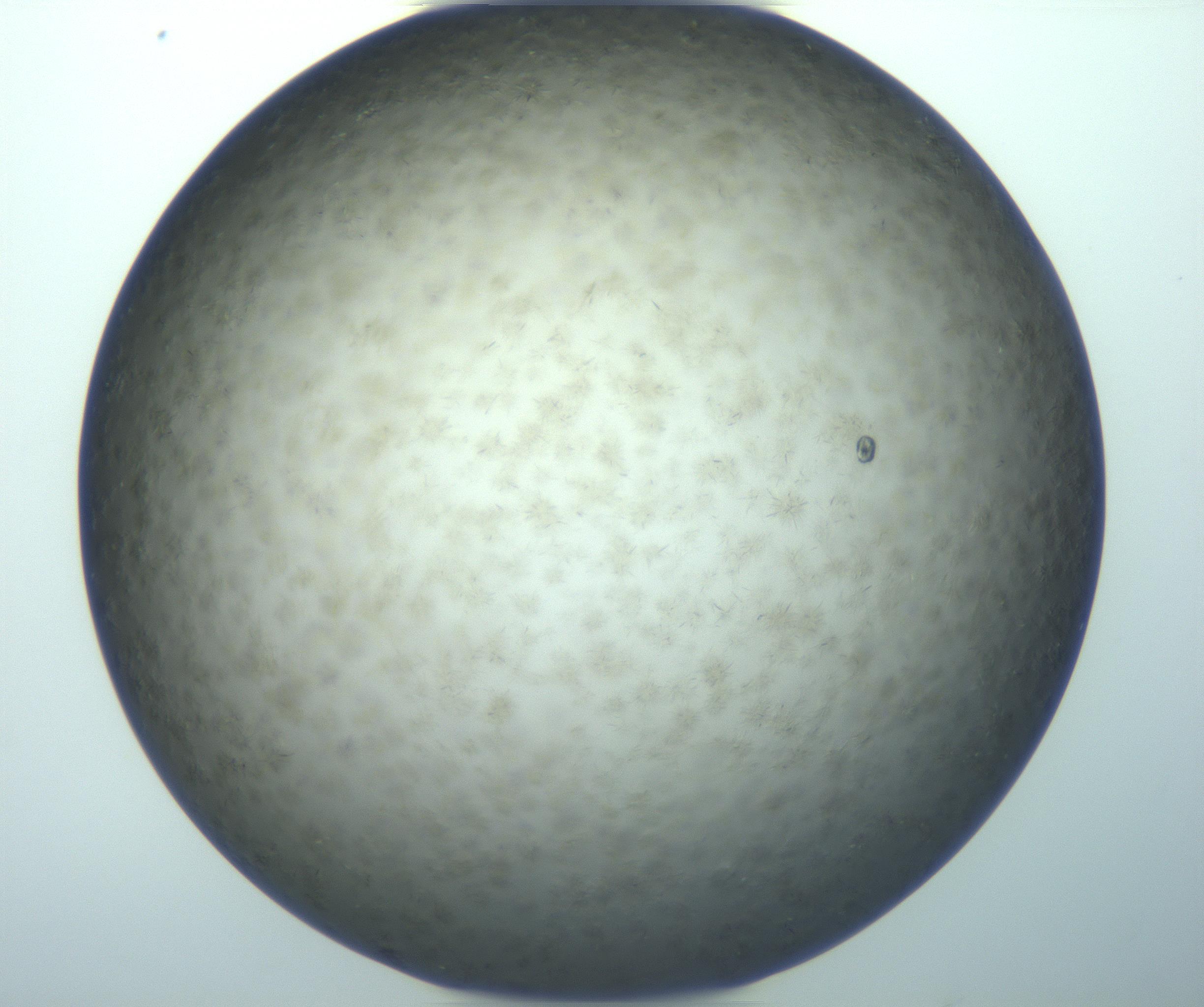 RI01_03_000_0212_Proj1_Clon1_MC_0000MC103118_008_161230_07_01_02_00_99_002_001_RAI.jpg