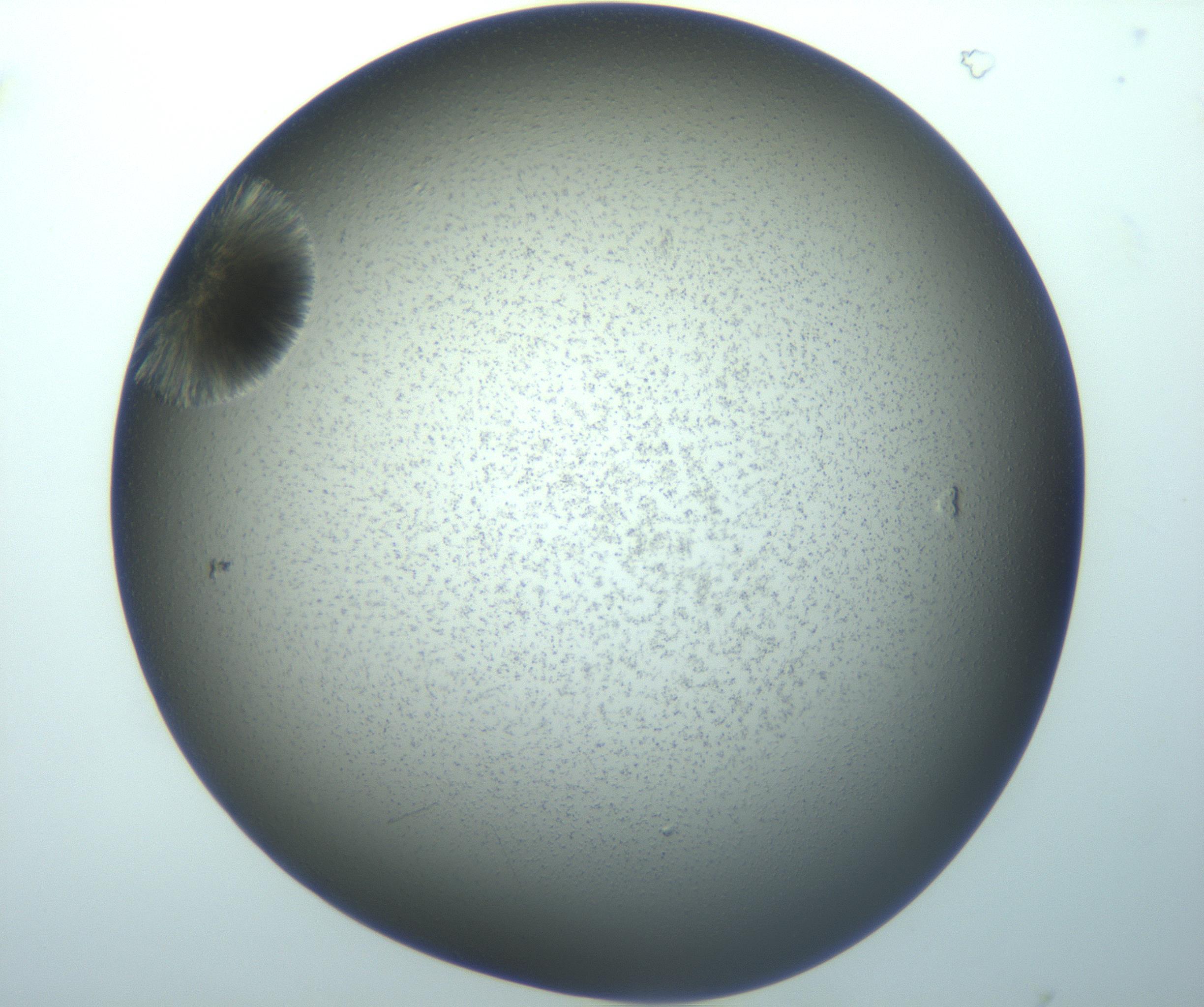 RI01_03_000_0212_Proj1_Clon1_MC_0000MC103118_008_161230_08_01_01_00_99_002_001_RAI.jpg